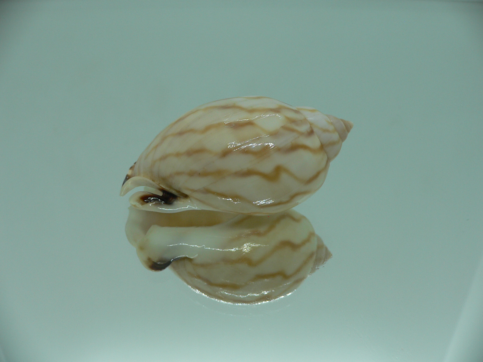 Casmaria erinaceus vibex (var.) COLOR