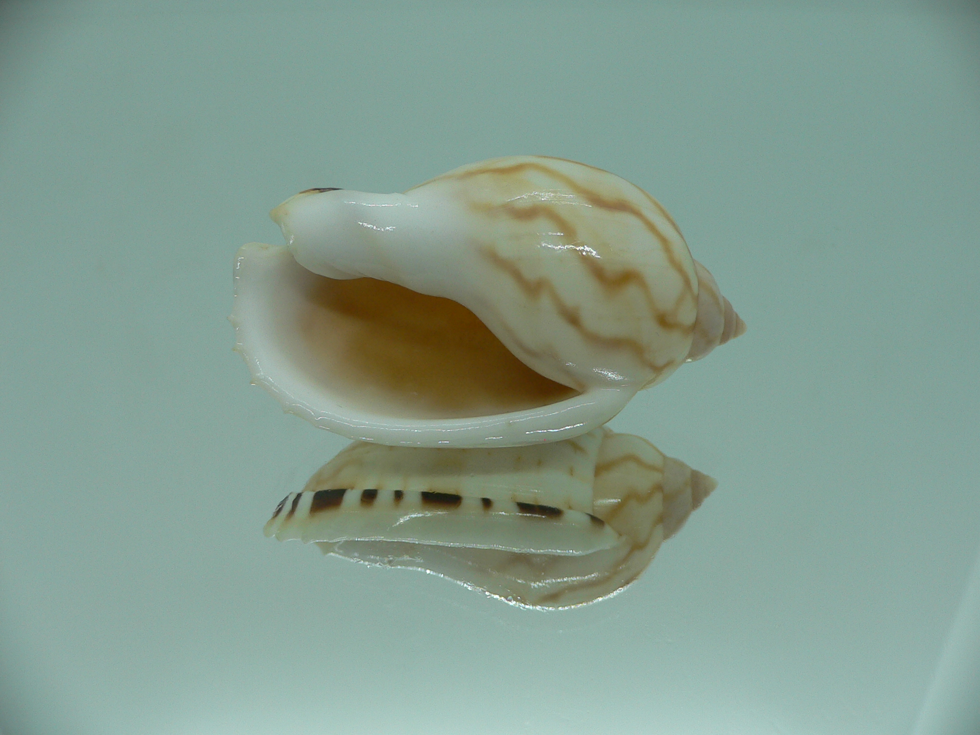 Casmaria erinaceus vibex (var.) COLOR