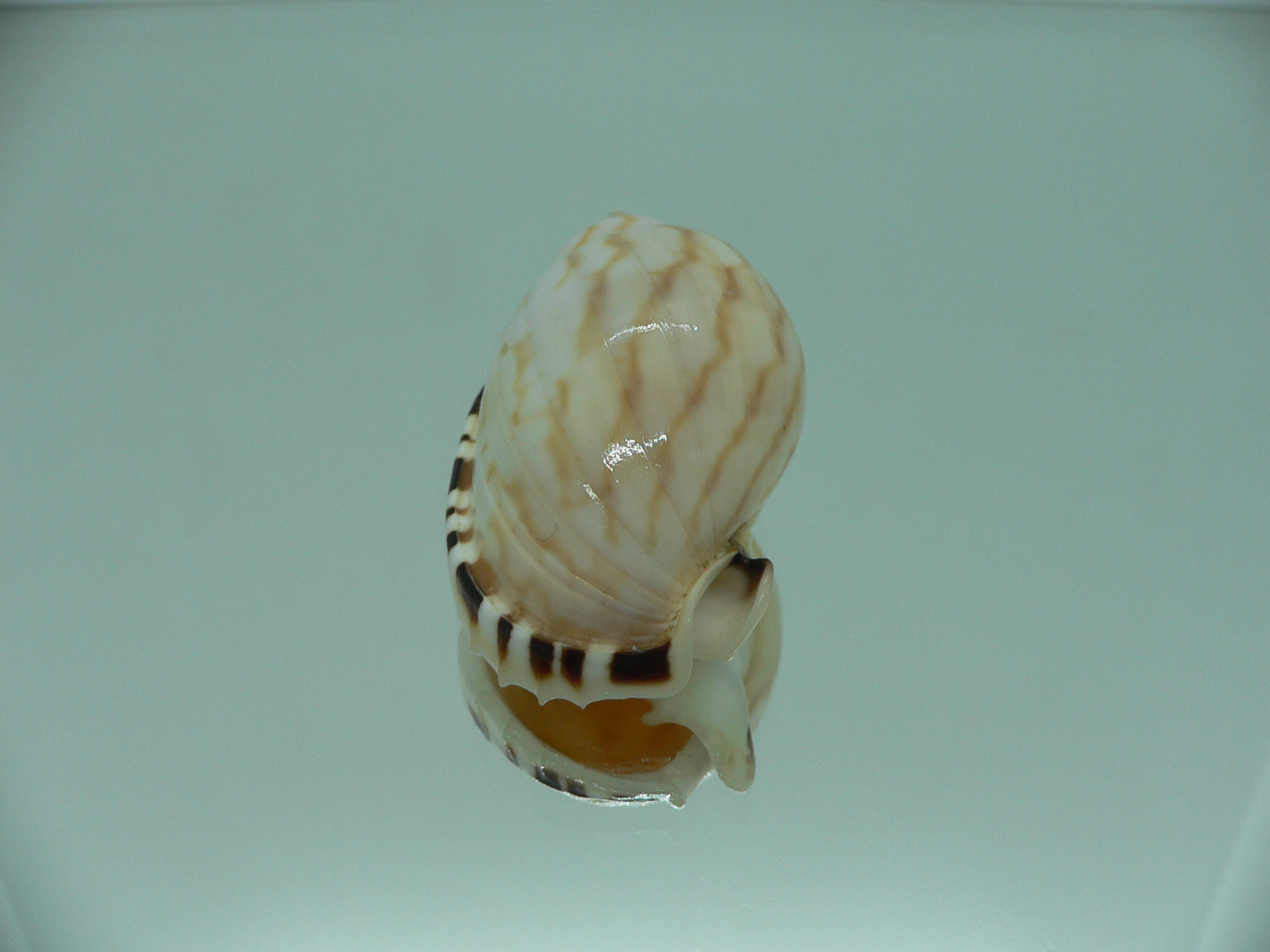 Casmaria erinaceus vibex (var.) COLOR