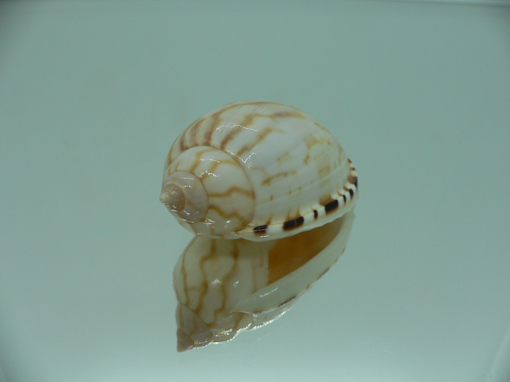 Casmaria erinaceus vibex (var.) COLOR