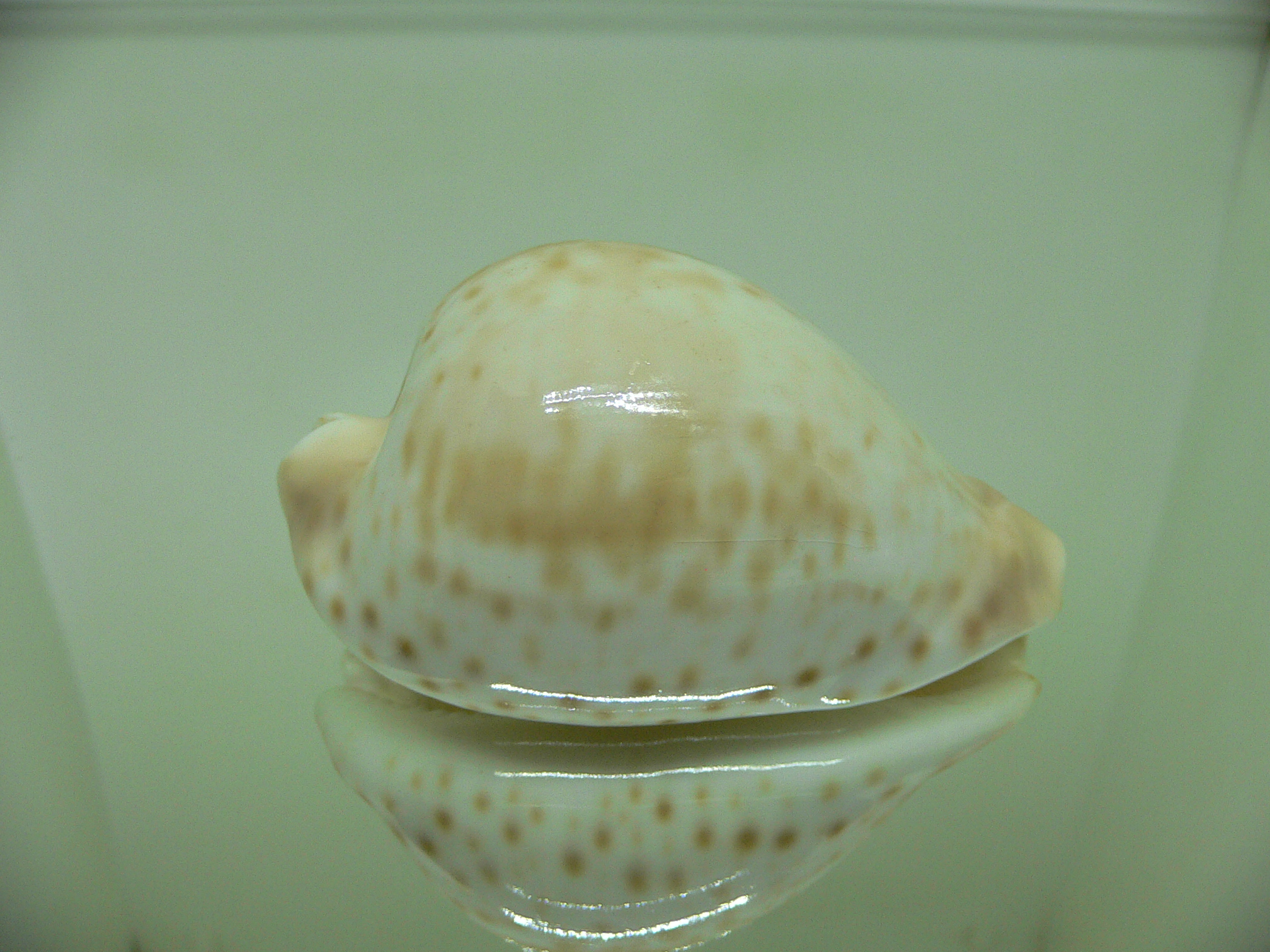 Cypraea hesitata beddomei