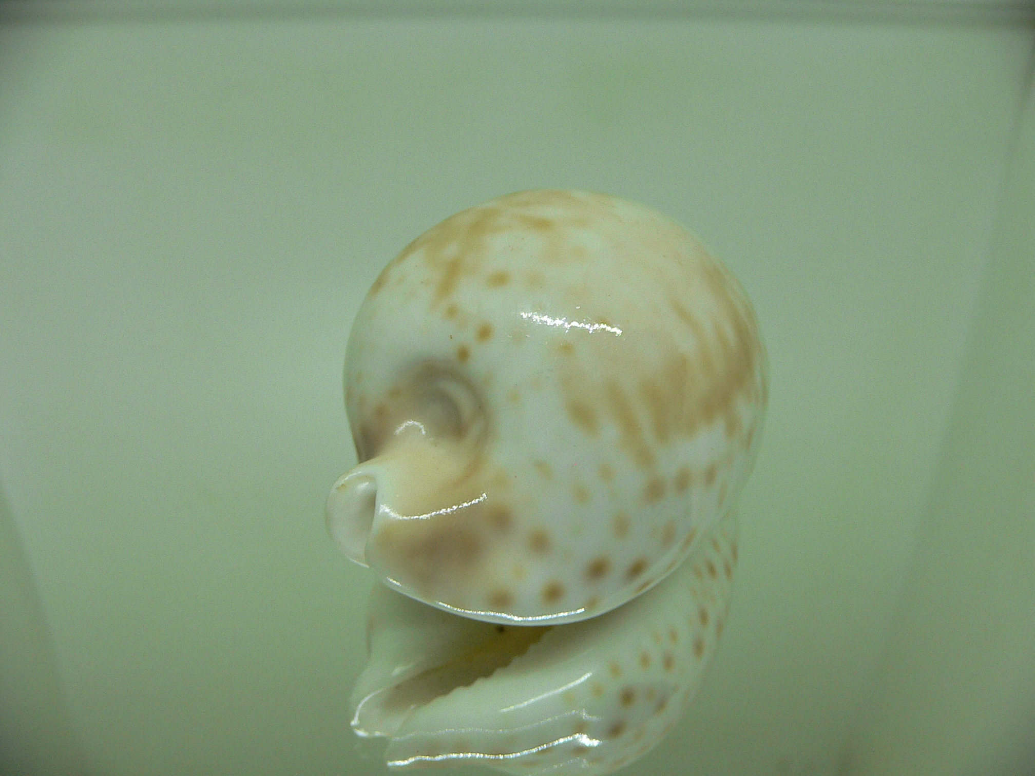 Cypraea hesitata beddomei