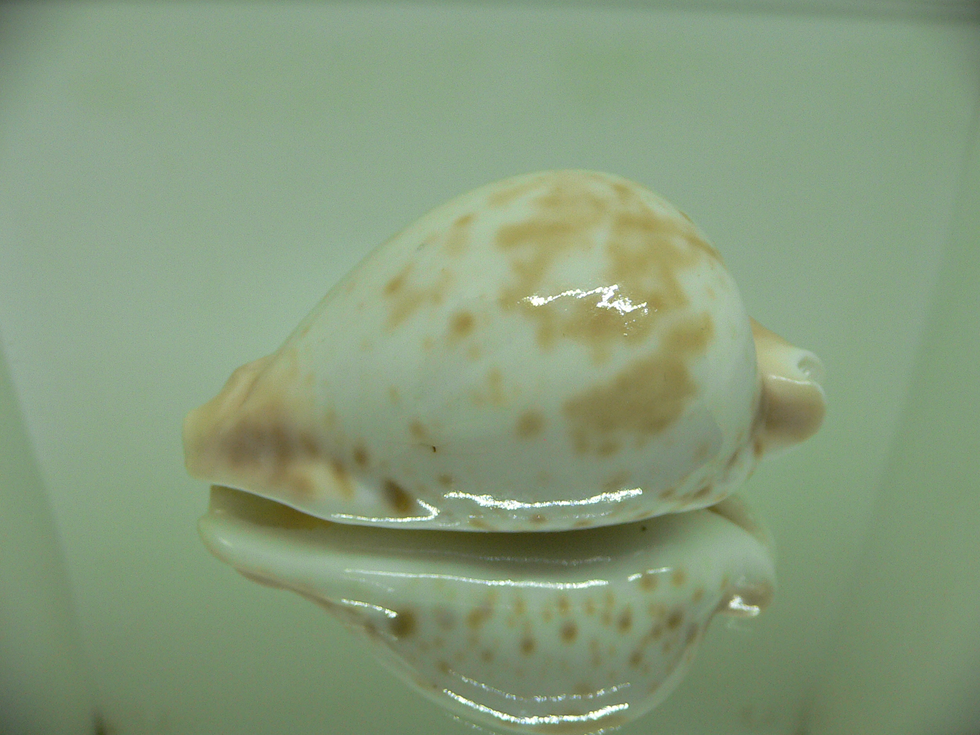 Cypraea hesitata beddomei