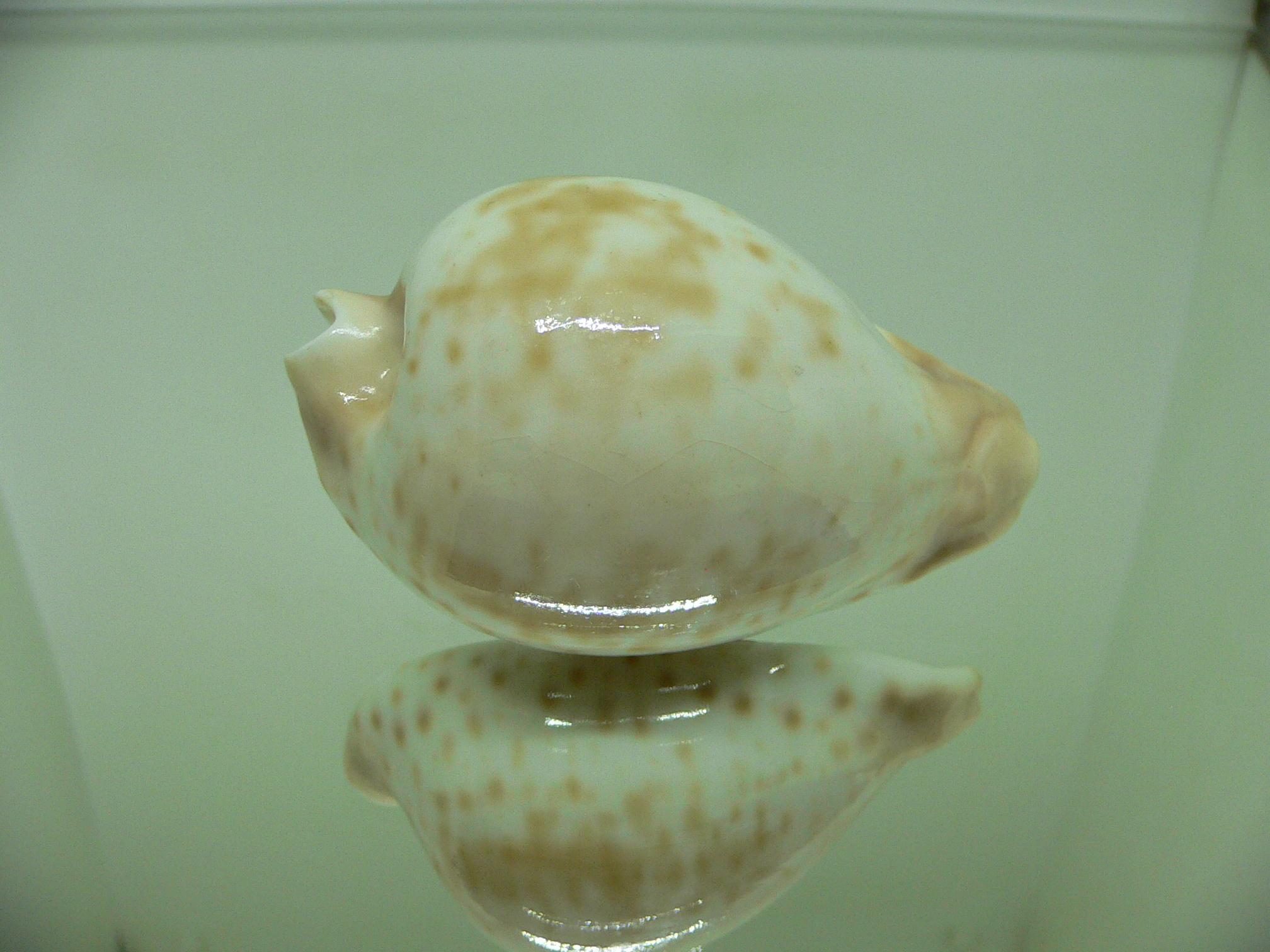 Cypraea hesitata beddomei