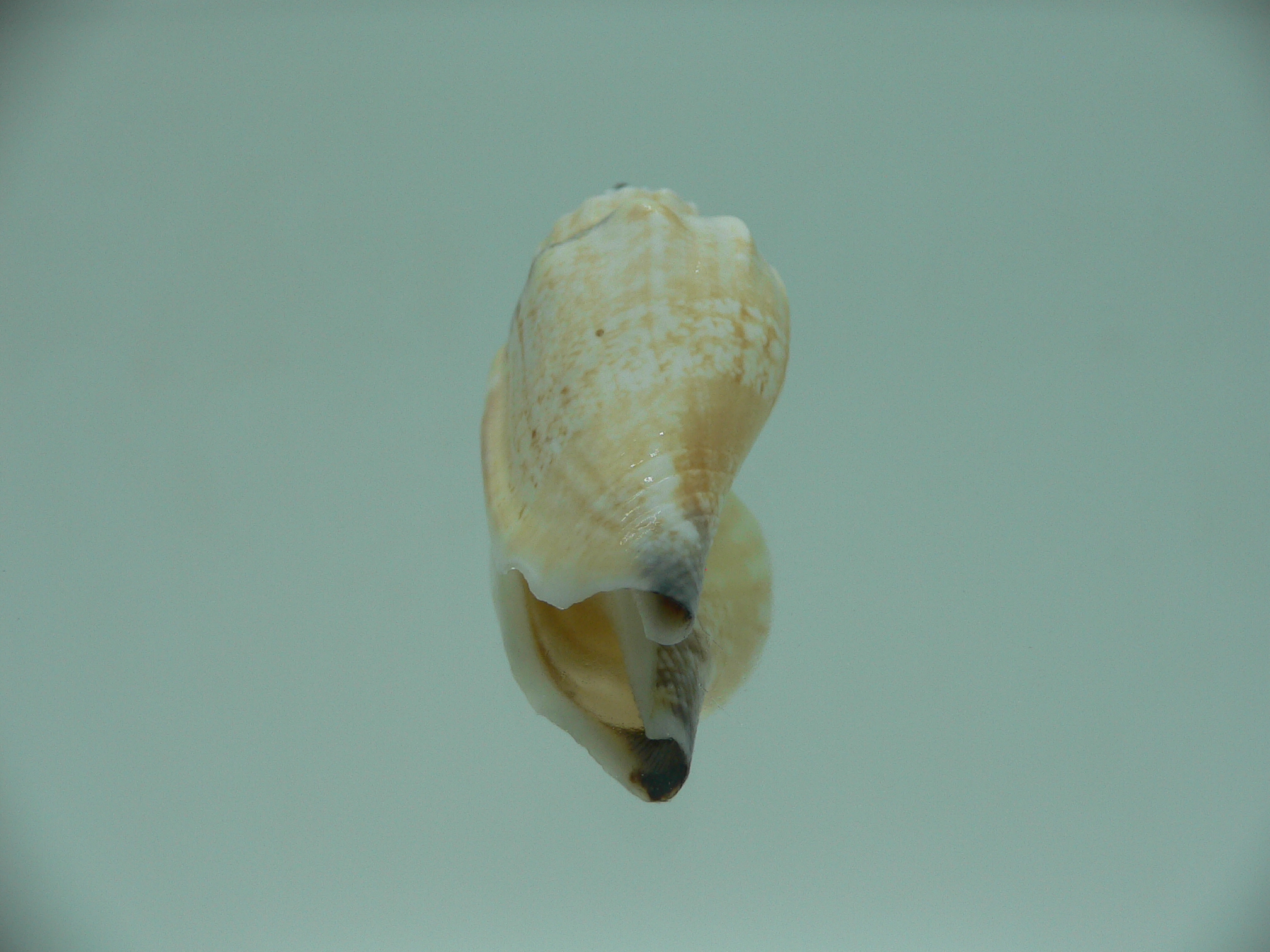 Canarium SP.