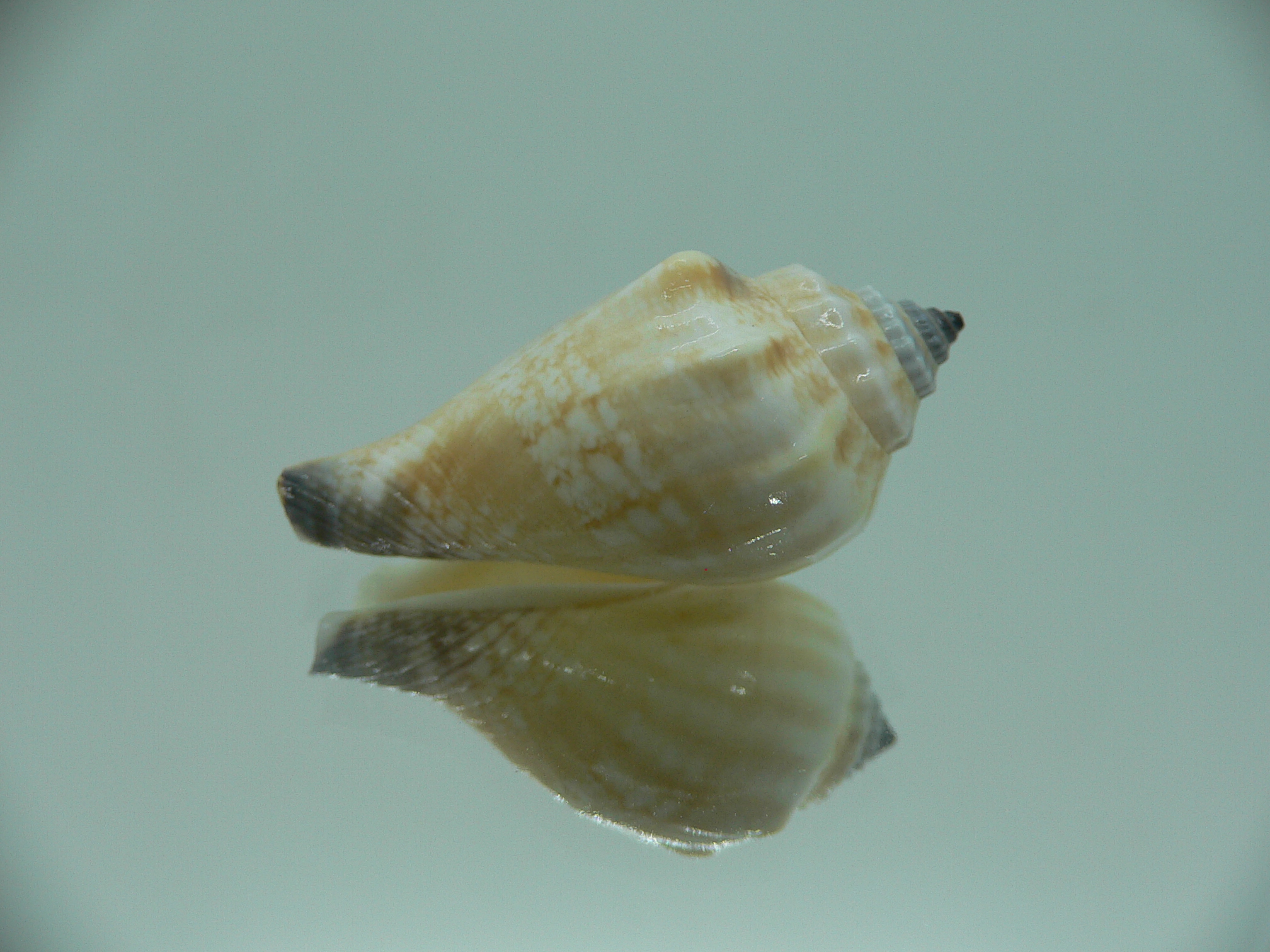 Canarium SP.