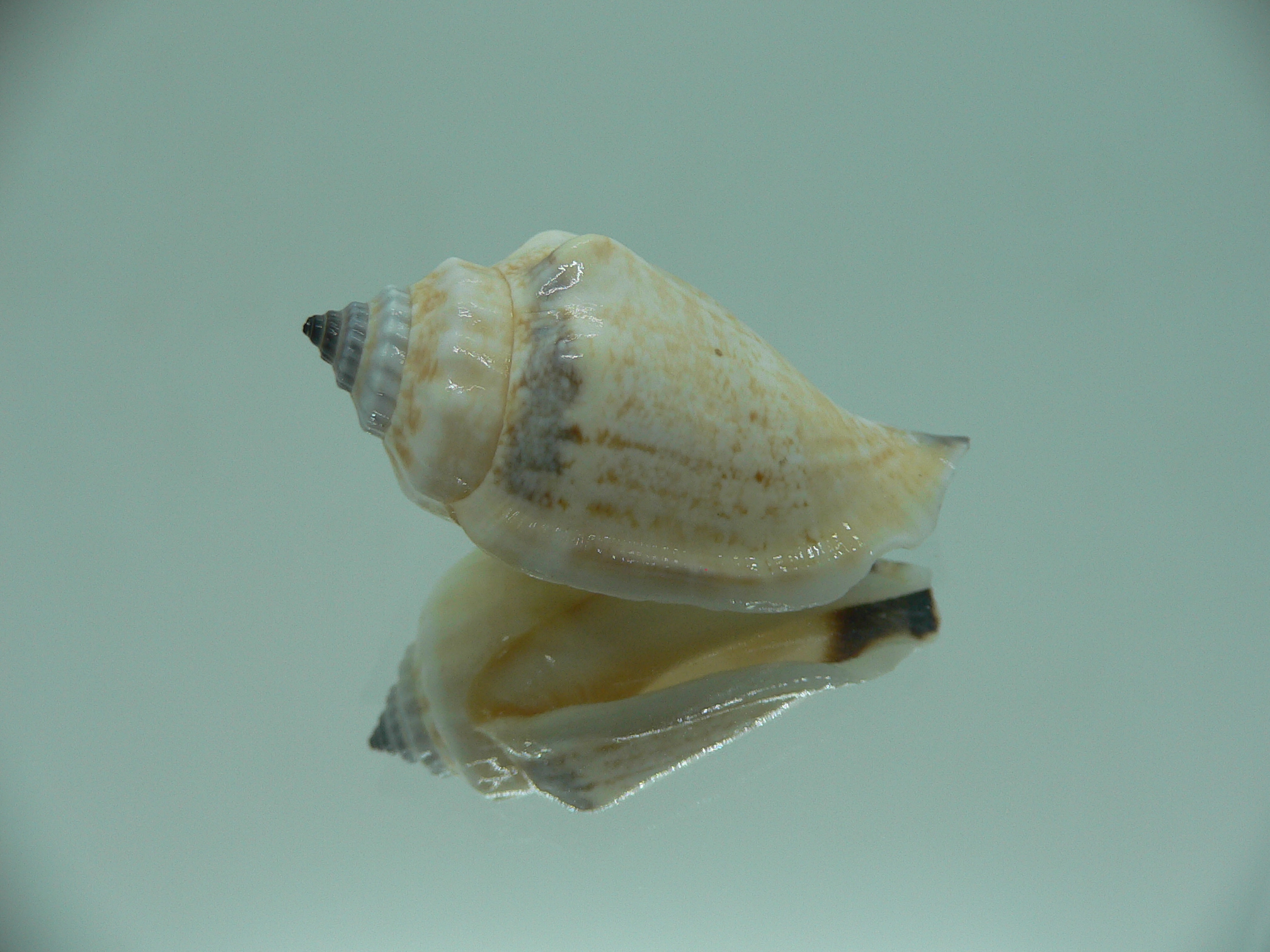Canarium SP.