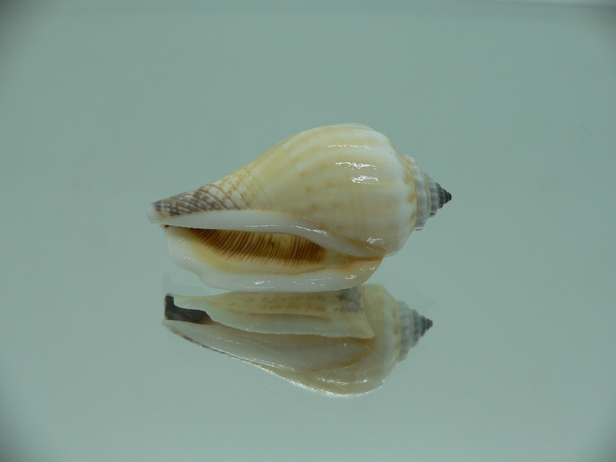Canarium SP.