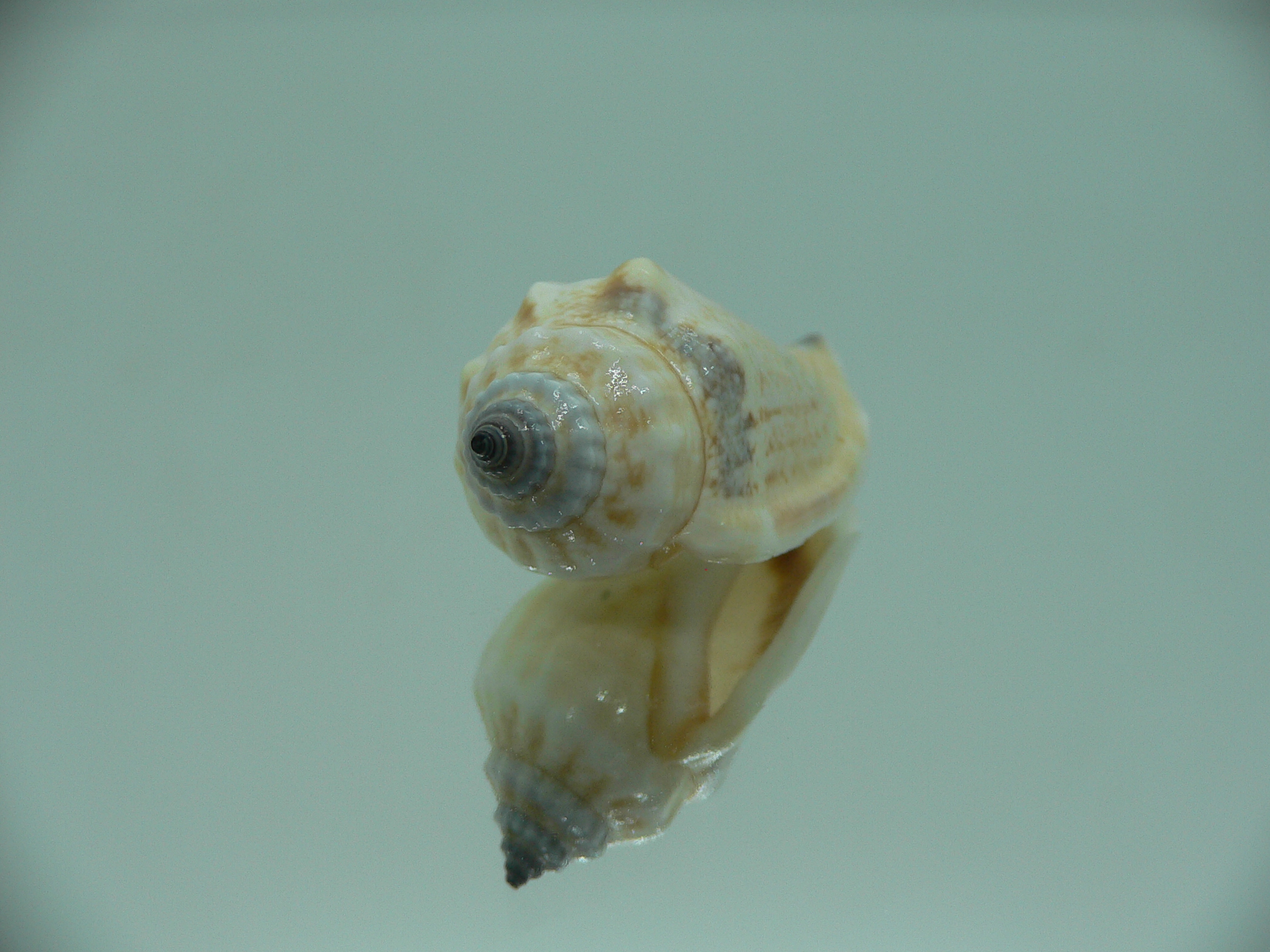 Canarium SP.
