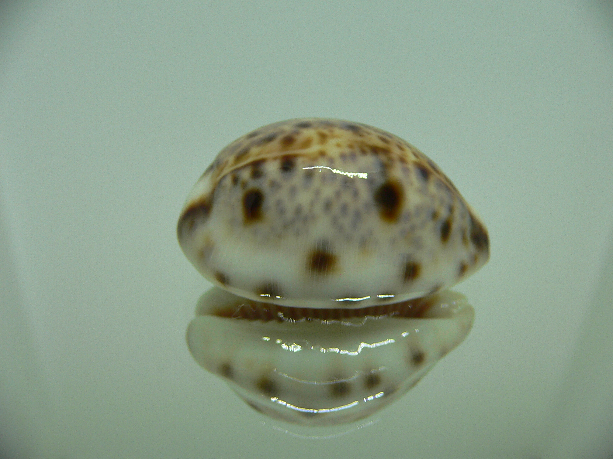 Cypraea lynx SUPER