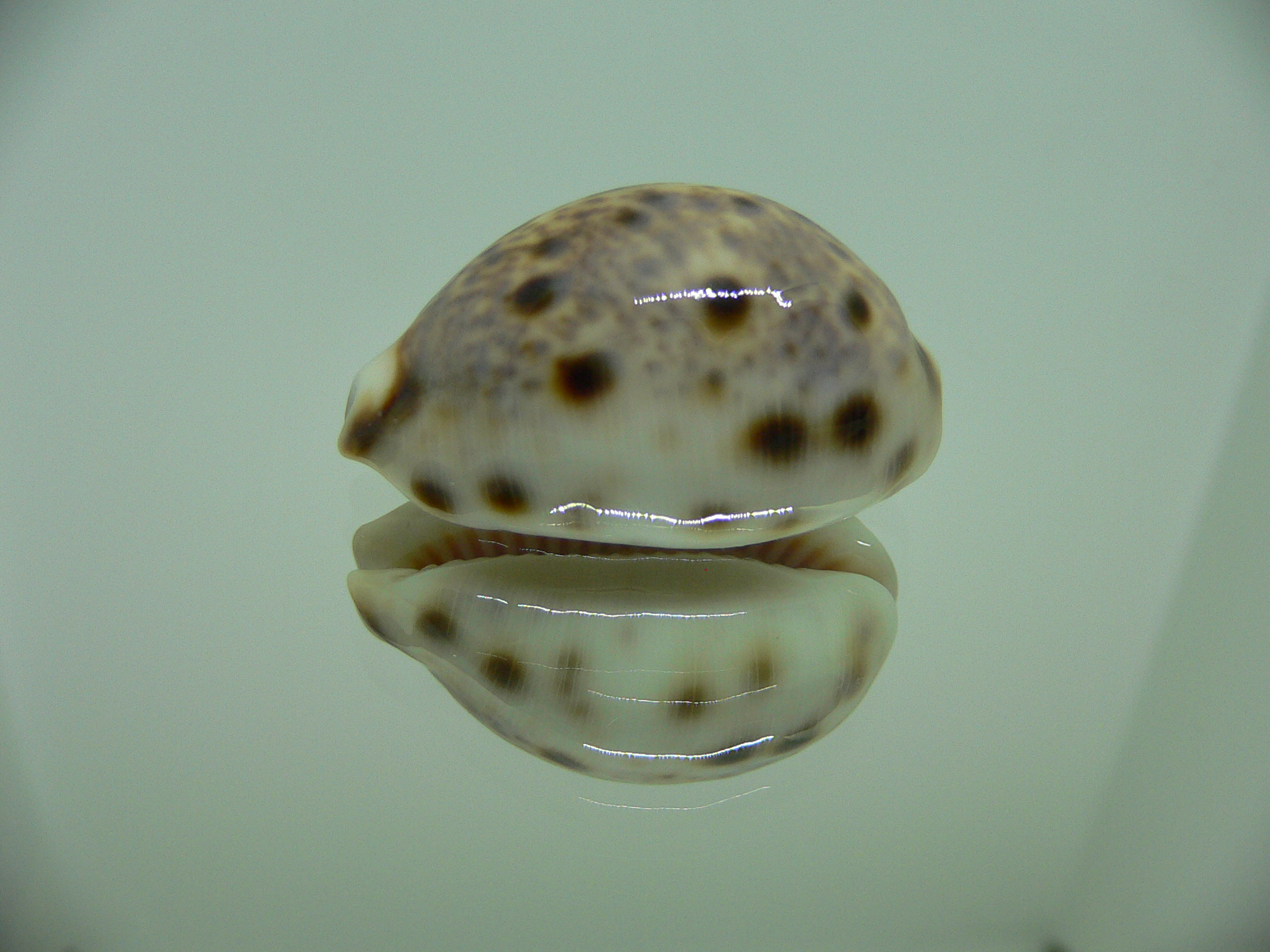 Cypraea lynx SUPER