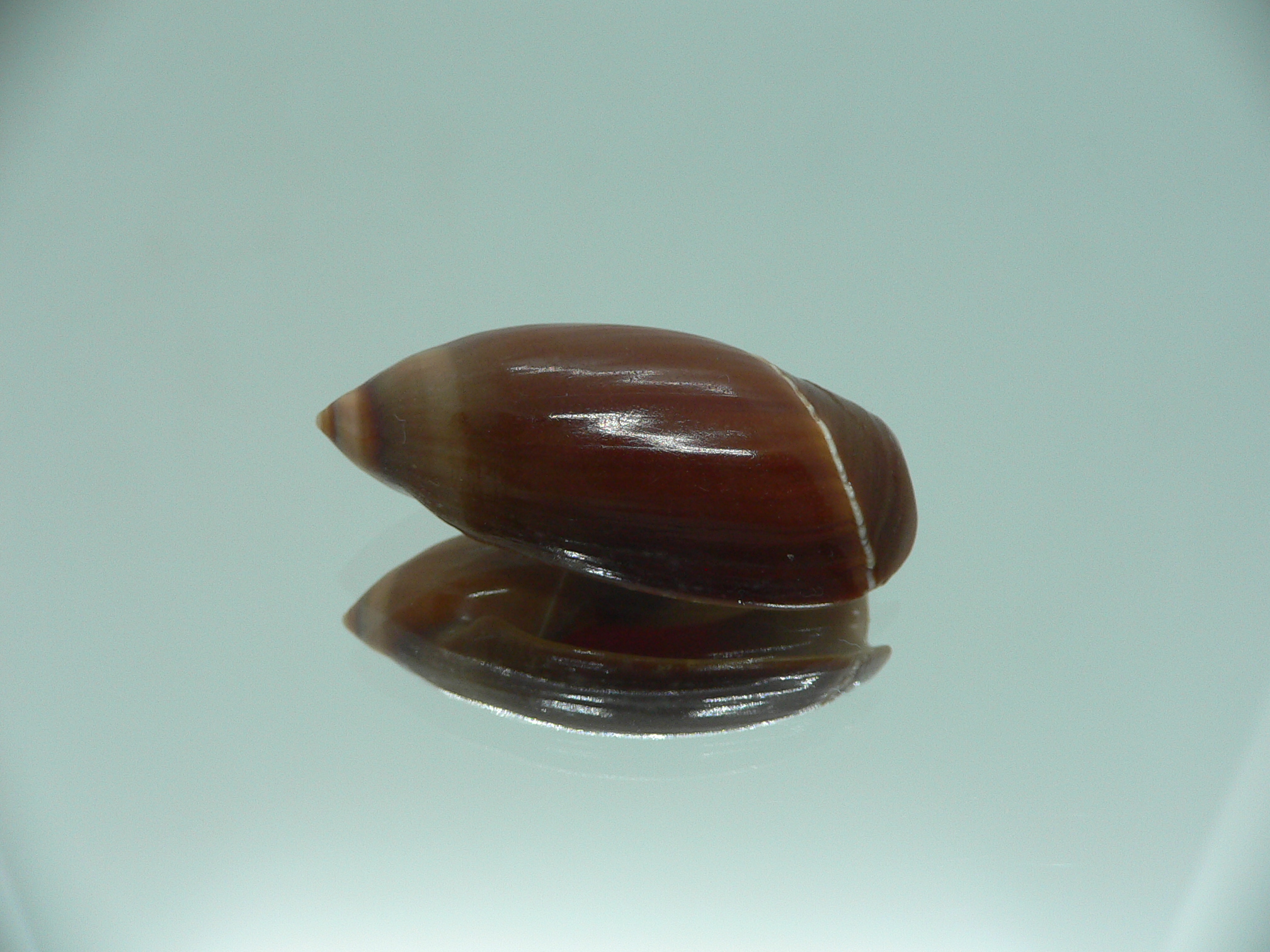 Ancilla cinnamomea BIG & DARK