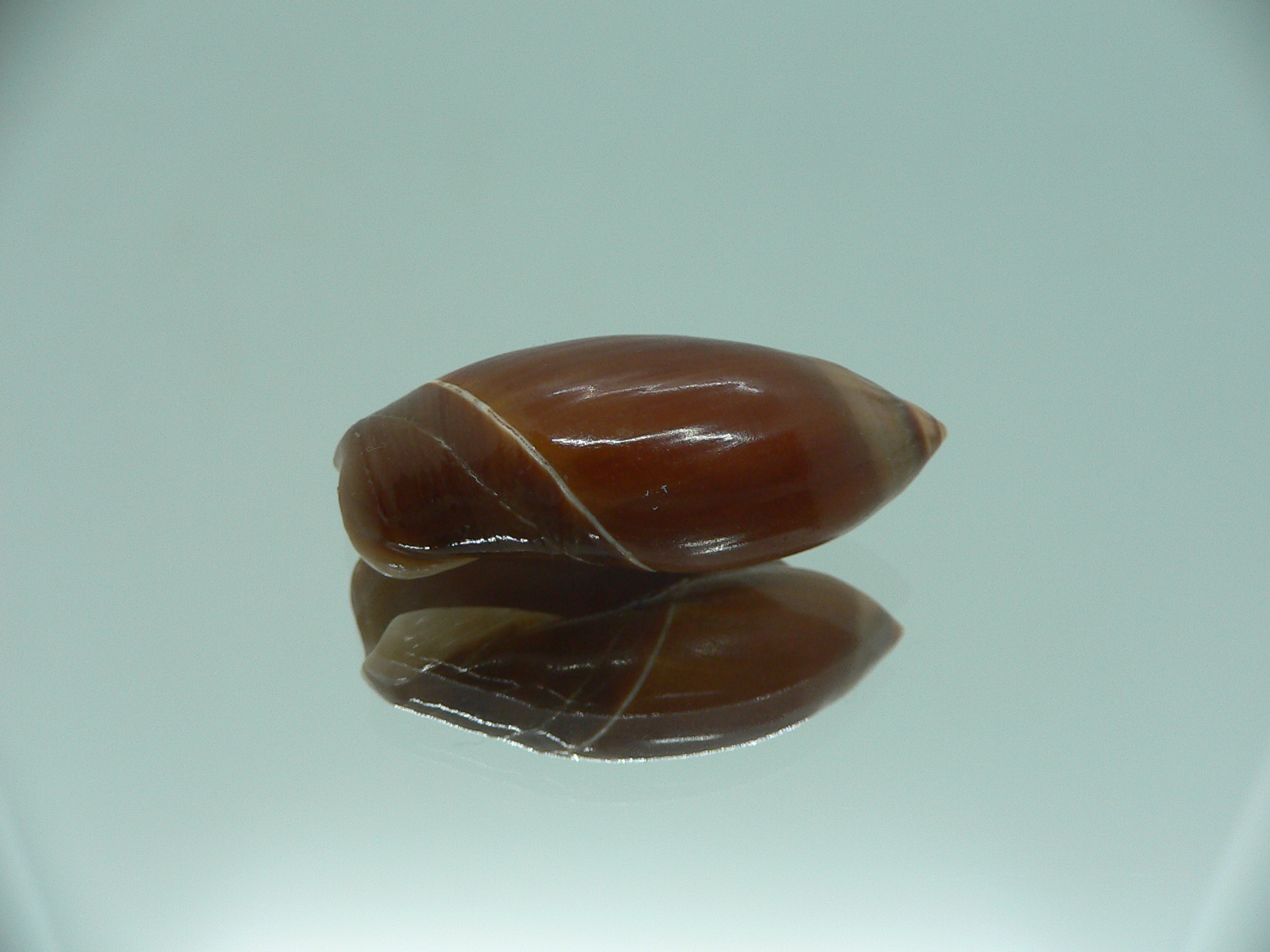 Ancilla cinnamomea BIG & DARK