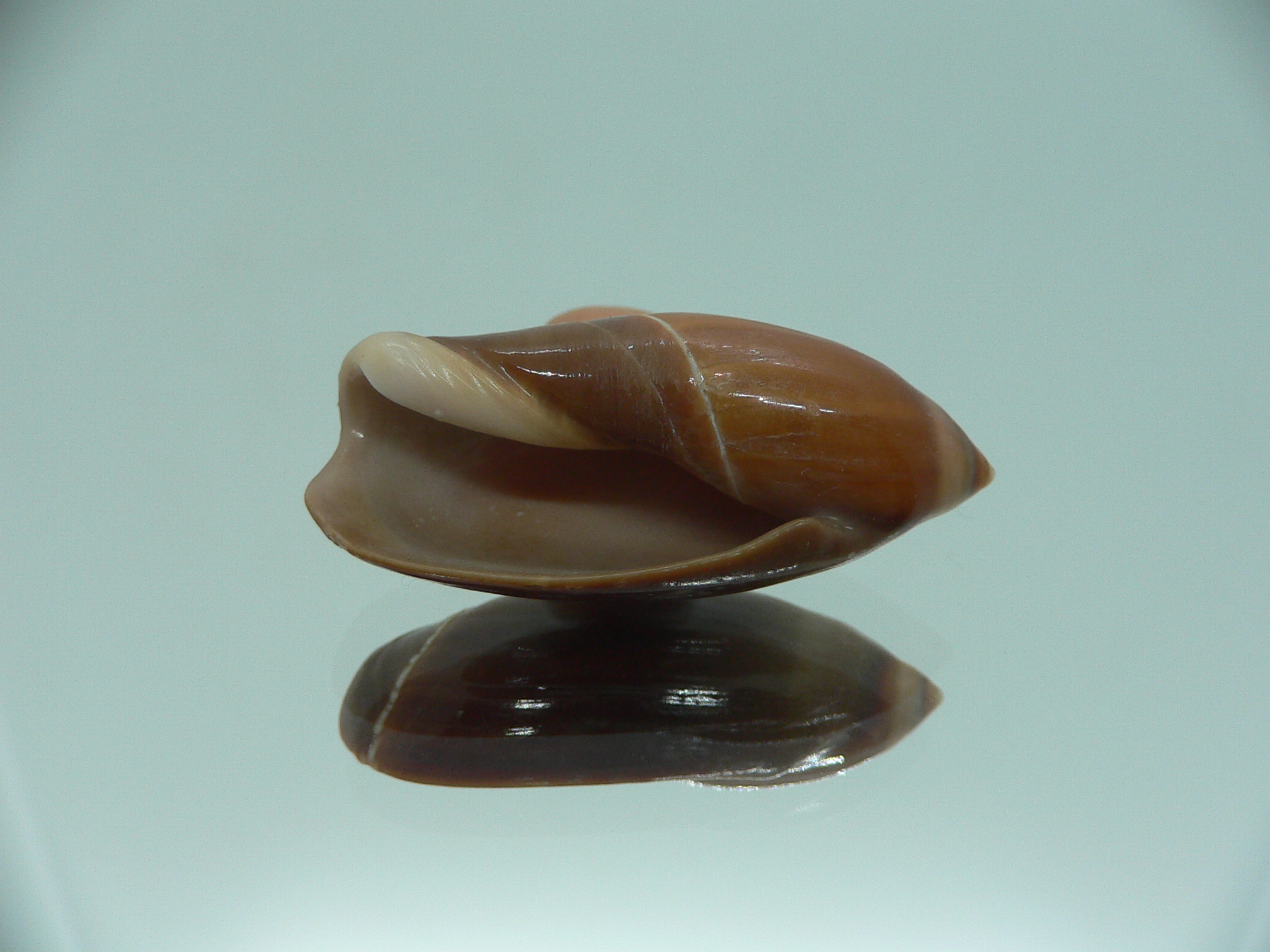 Ancilla cinnamomea BIG & DARK