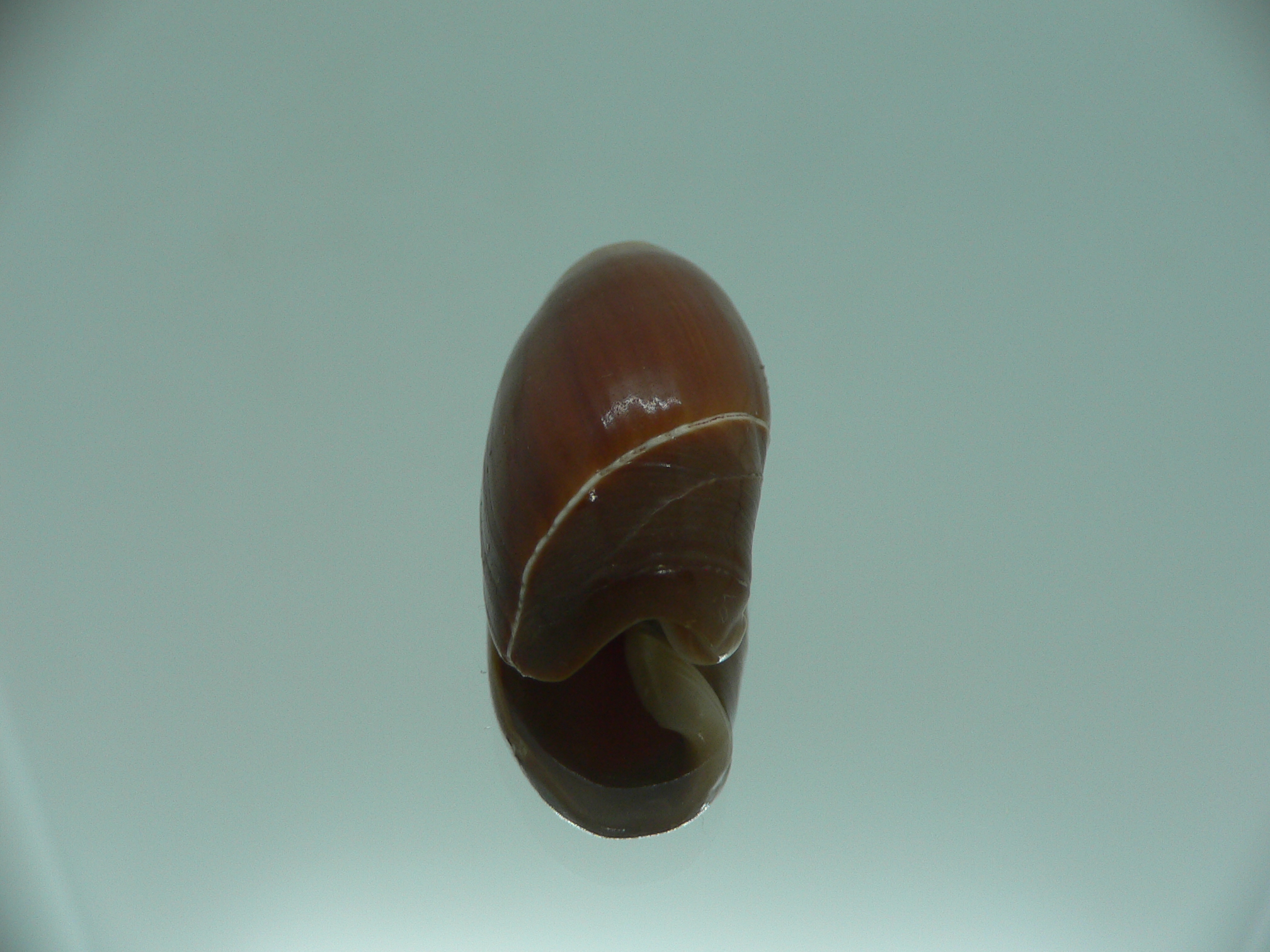 Ancilla cinnamomea BIG & DARK