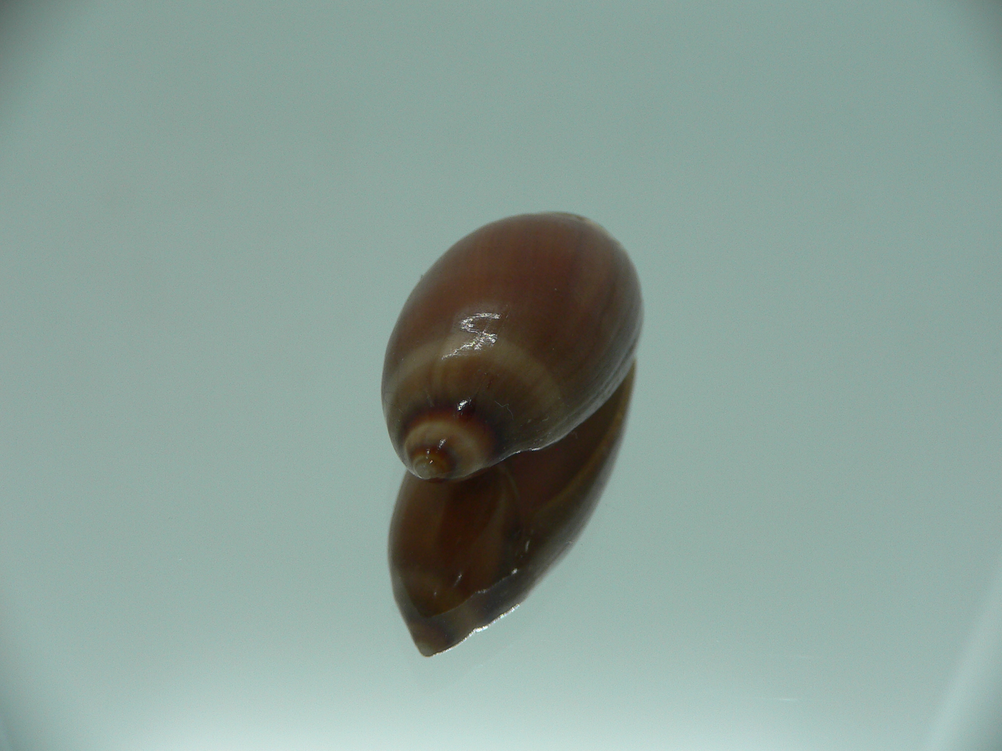 Ancilla cinnamomea BIG & DARK