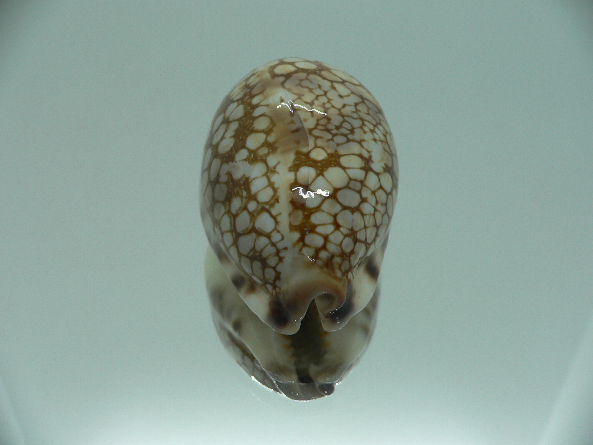 Cypraea histrio LARGE SPOTS