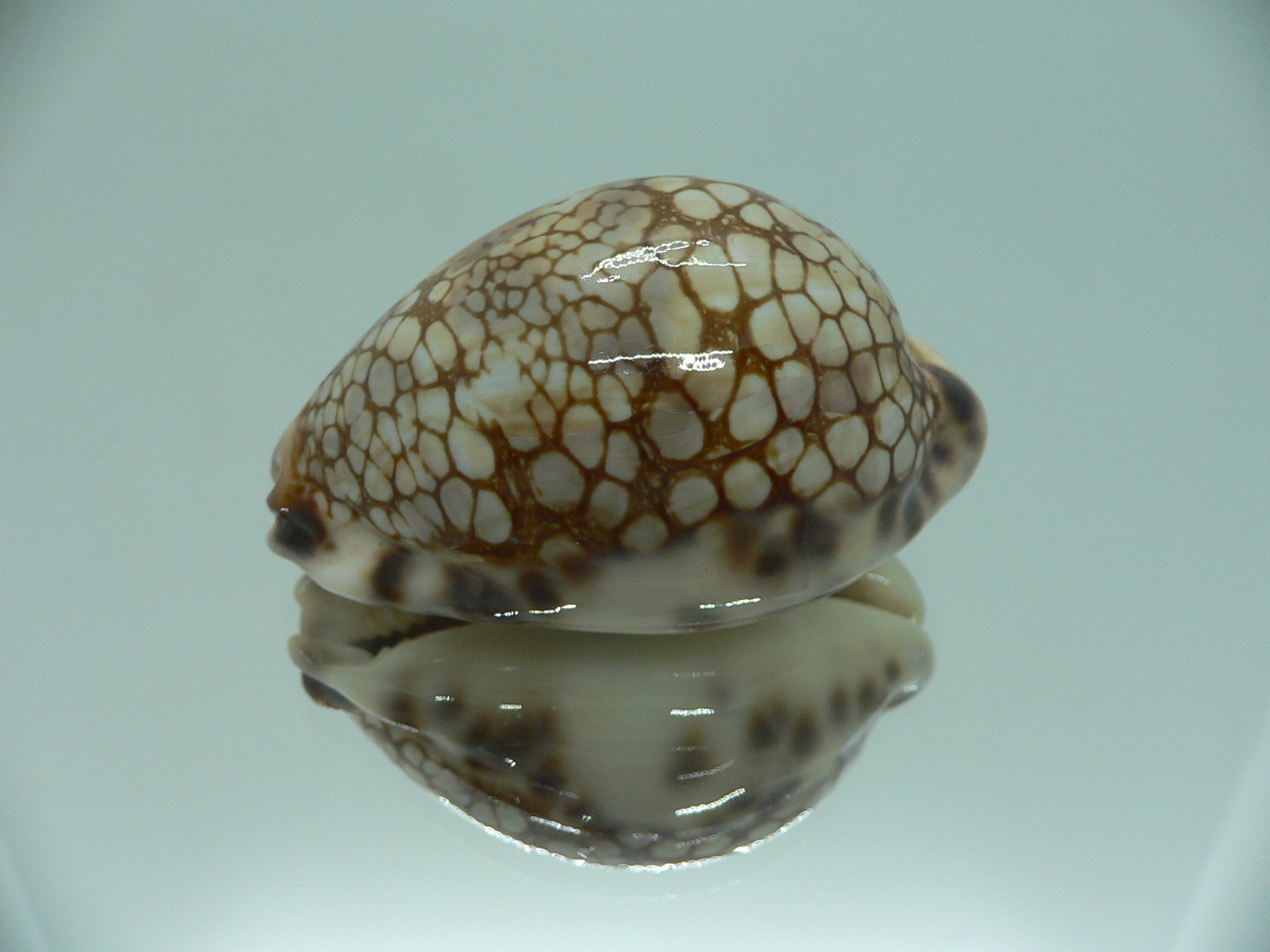 Cypraea histrio LARGE SPOTS