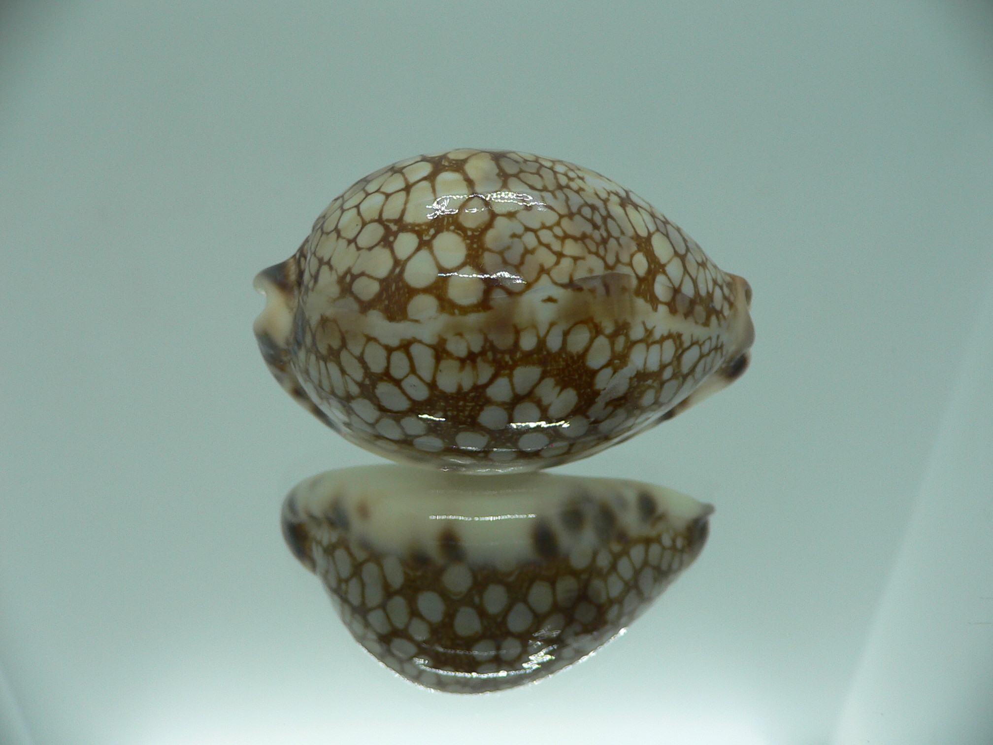 Cypraea histrio LARGE SPOTS