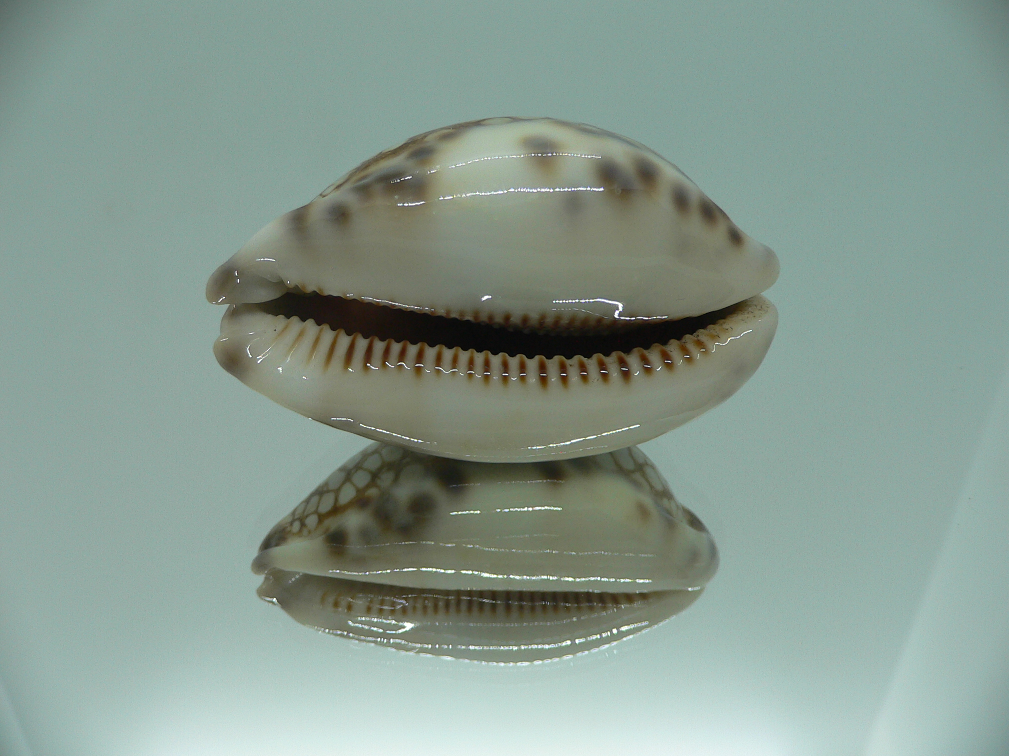 Cypraea histrio LARGE SPOTS