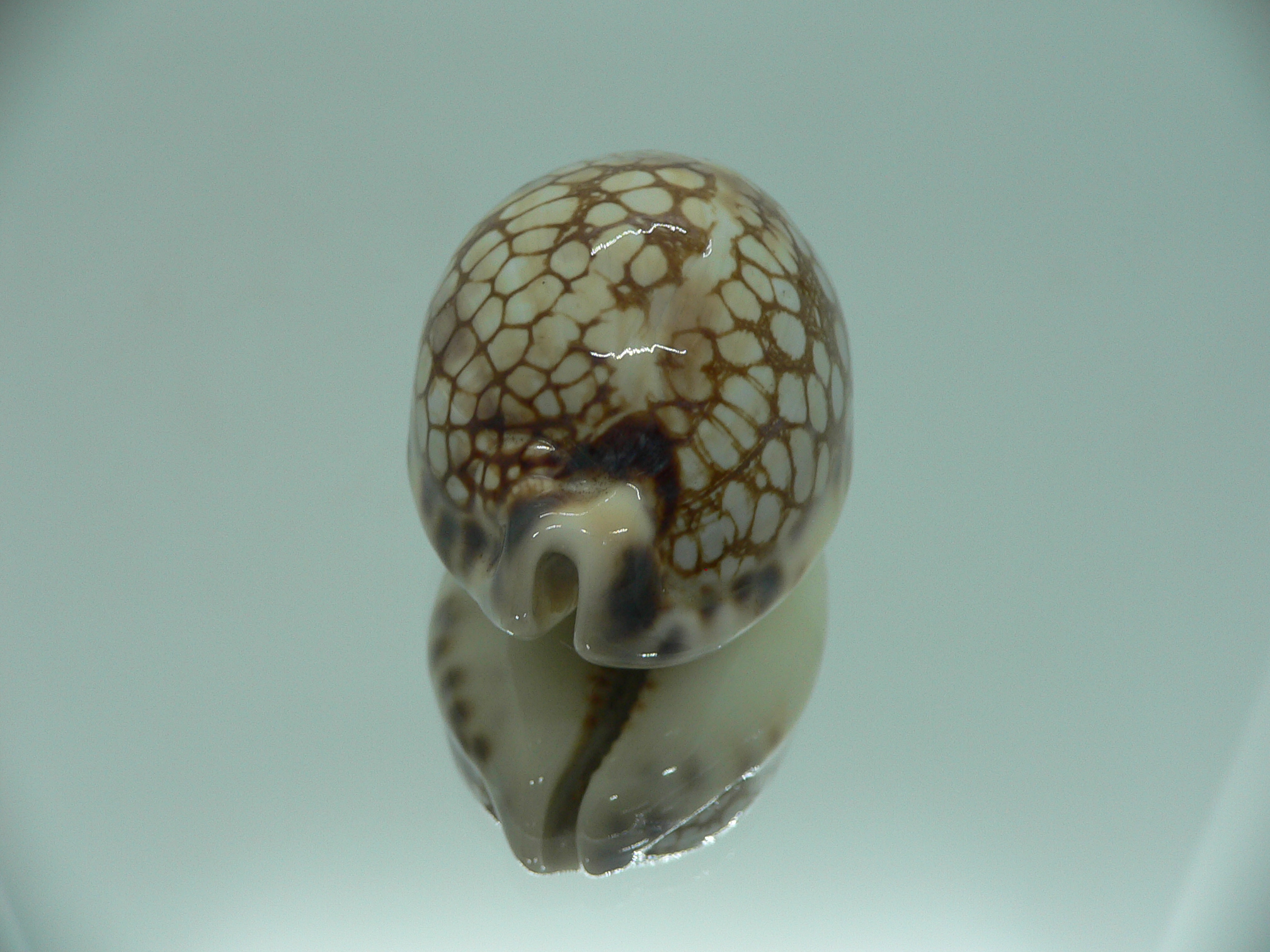 Cypraea histrio LARGE SPOTS