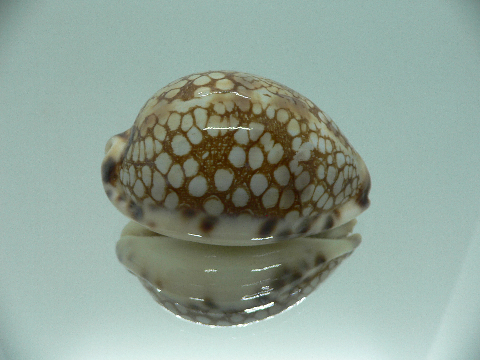 Cypraea histrio LARGE SPOTS