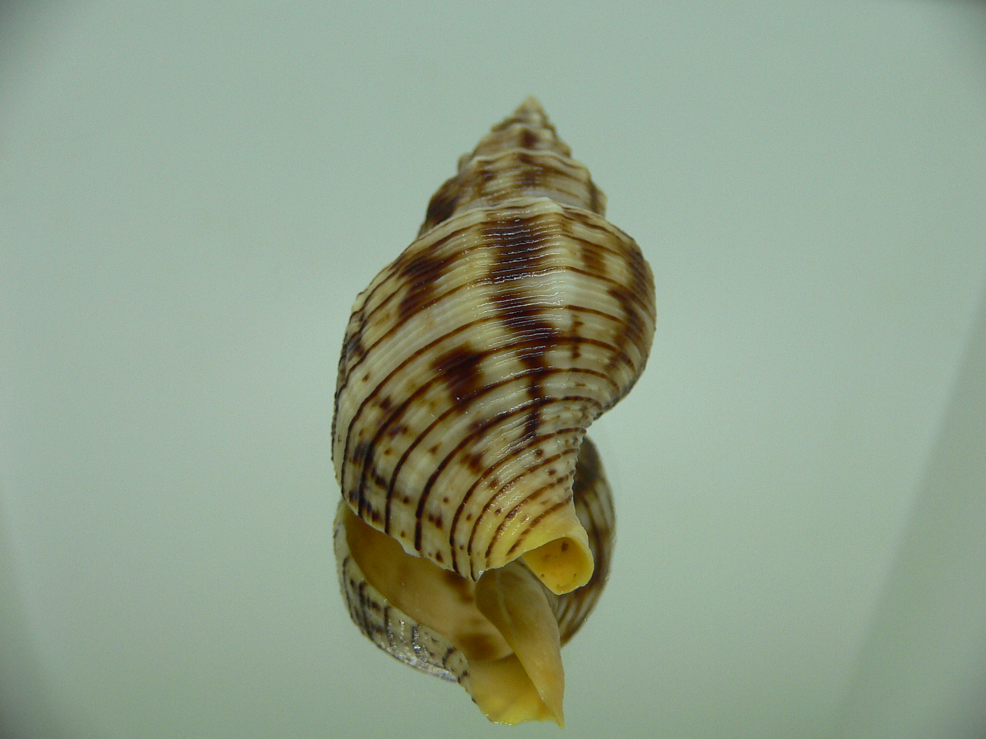 Siphonalia spadicea spadicea DARK GIANT