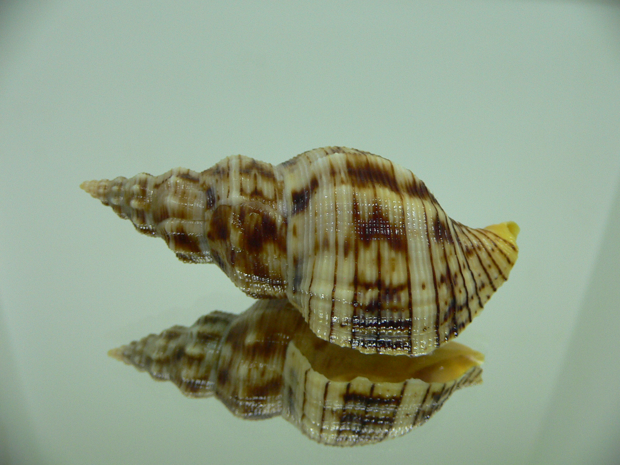 Siphonalia spadicea spadicea DARK GIANT