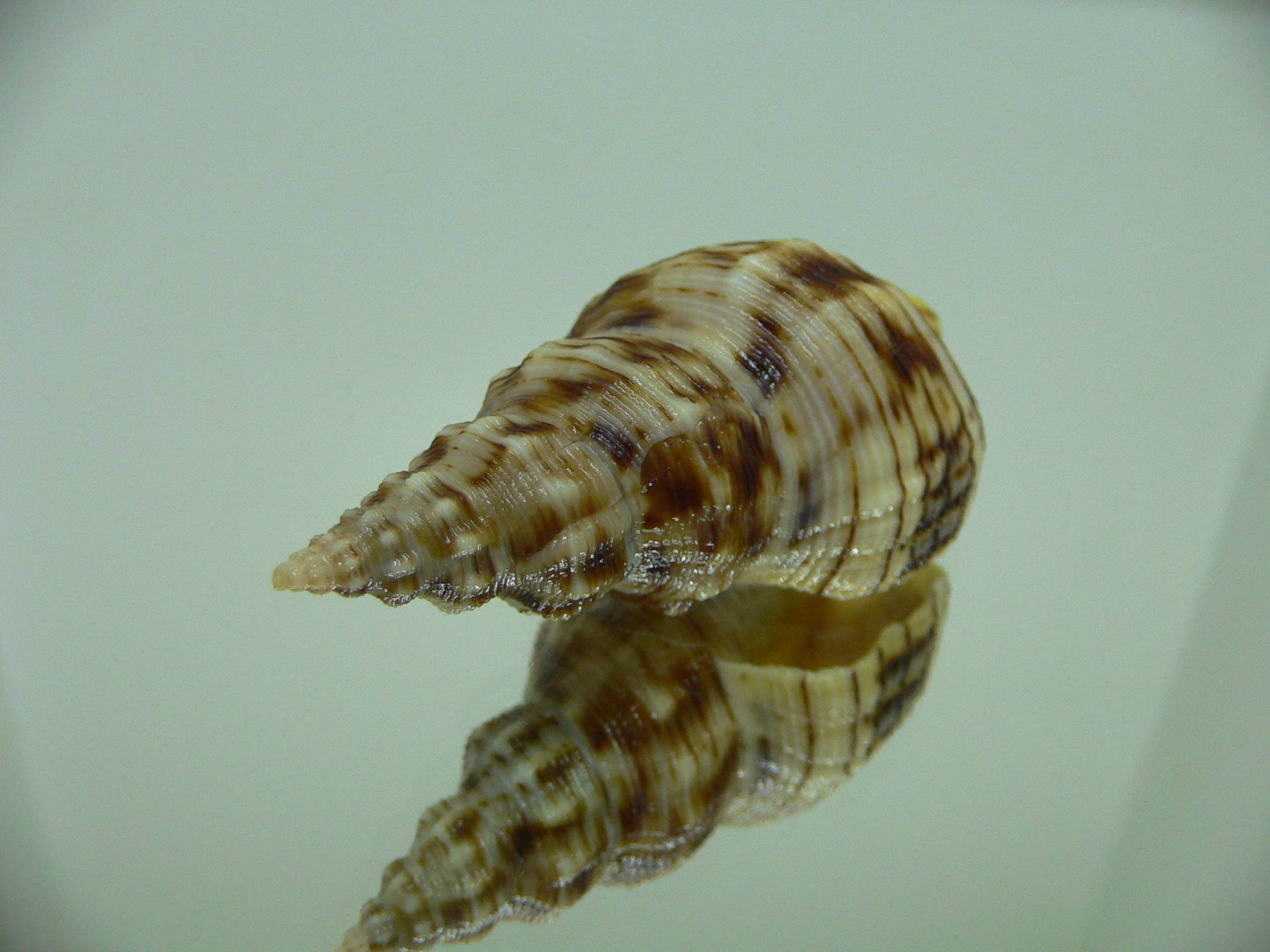 Siphonalia spadicea spadicea DARK GIANT