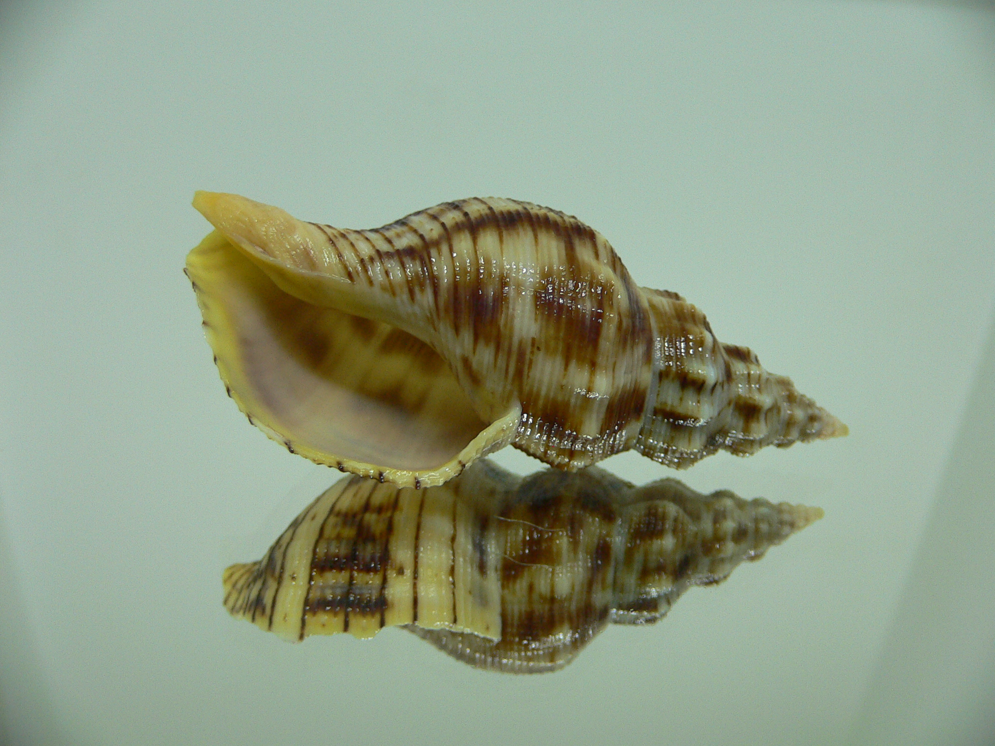 Siphonalia spadicea spadicea DARK GIANT