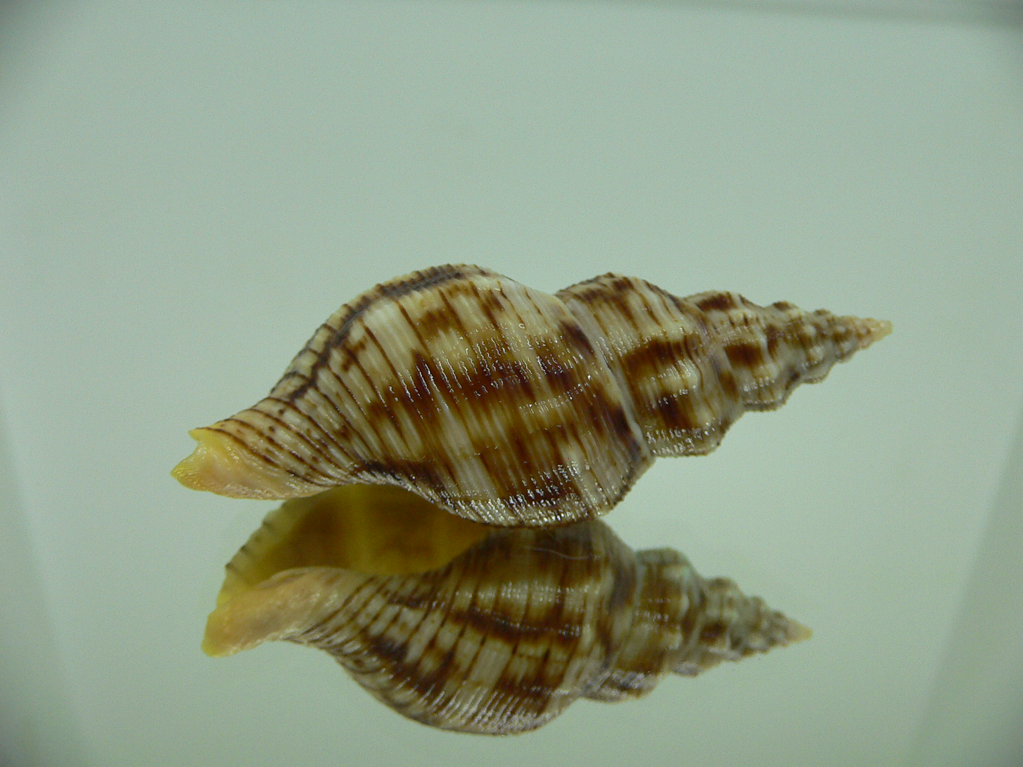 Siphonalia spadicea spadicea DARK GIANT