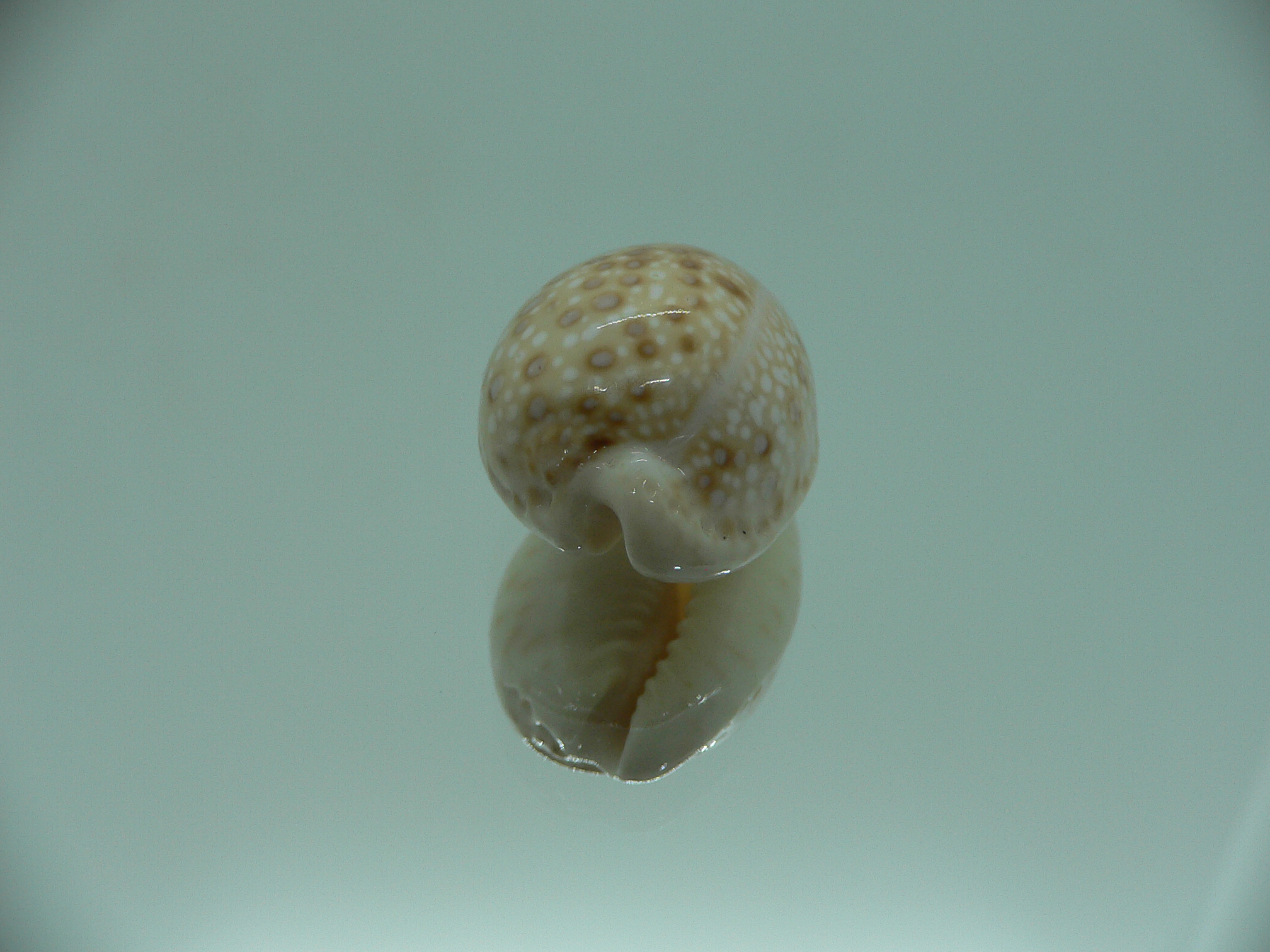Cypraea marginalis SUPER & SPOTS