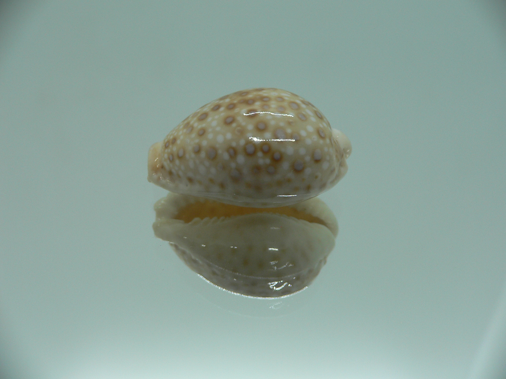 Cypraea marginalis SUPER & SPOTS