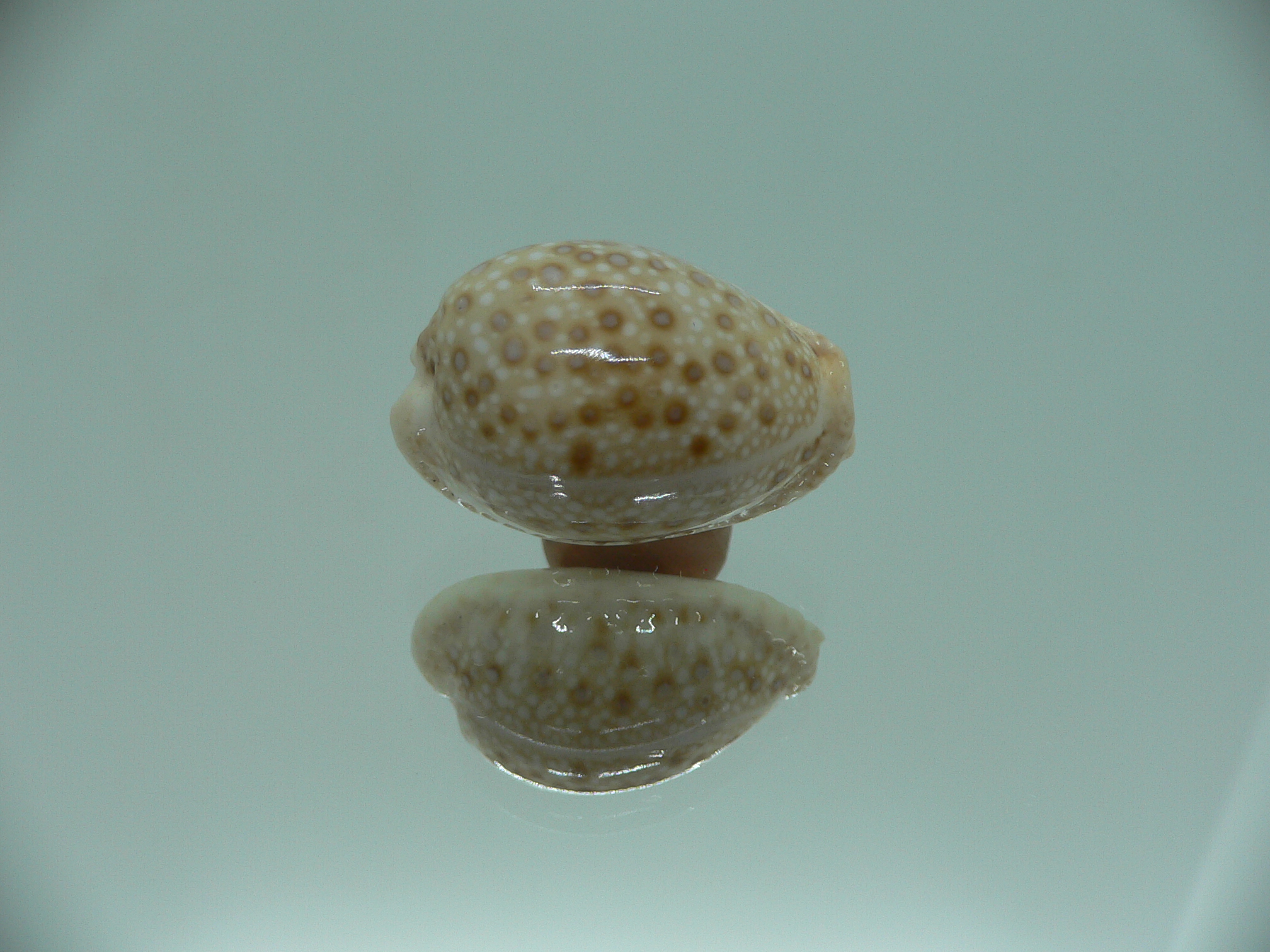 Cypraea marginalis SUPER & SPOTS