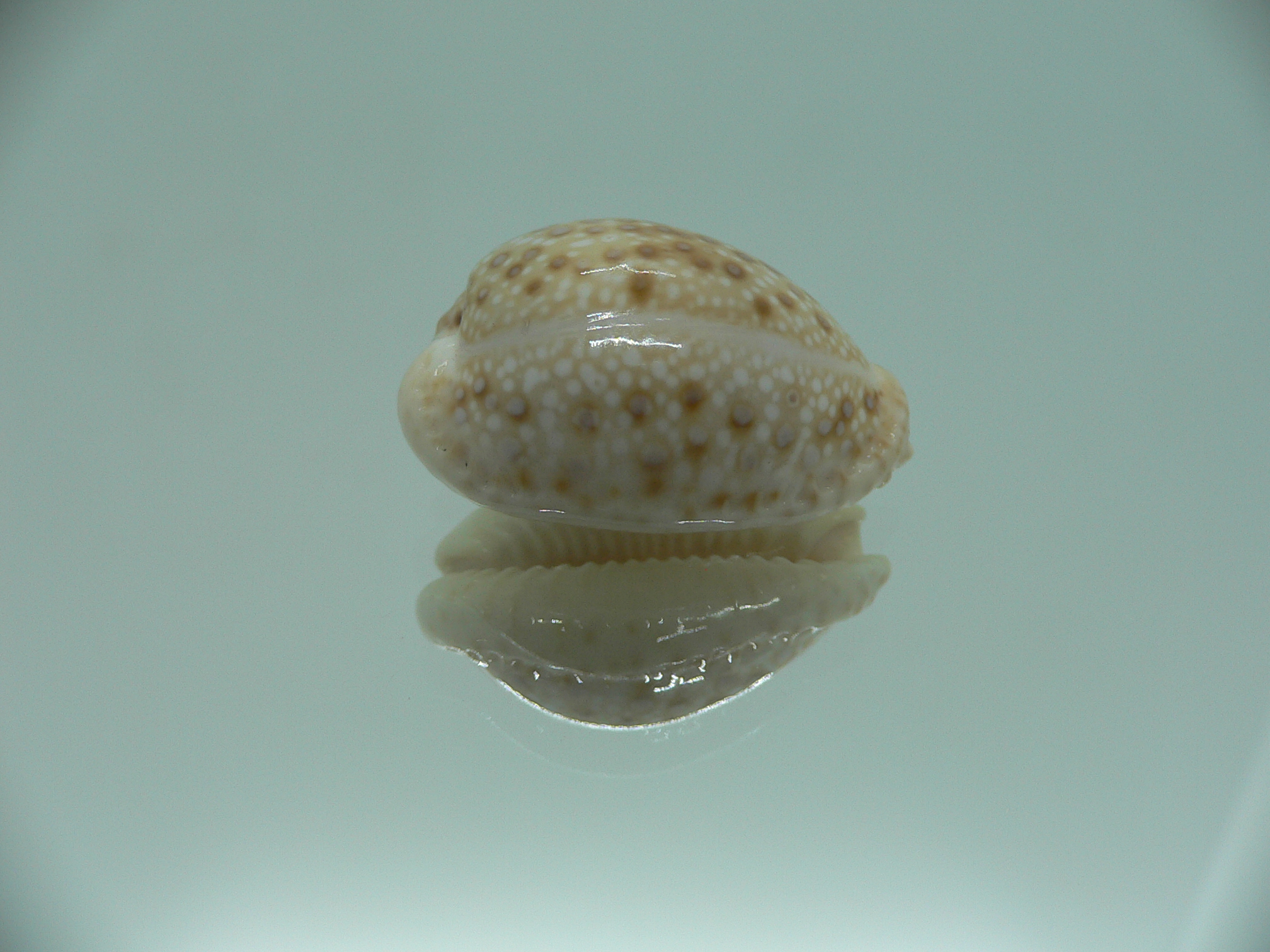 Cypraea marginalis SUPER & SPOTS