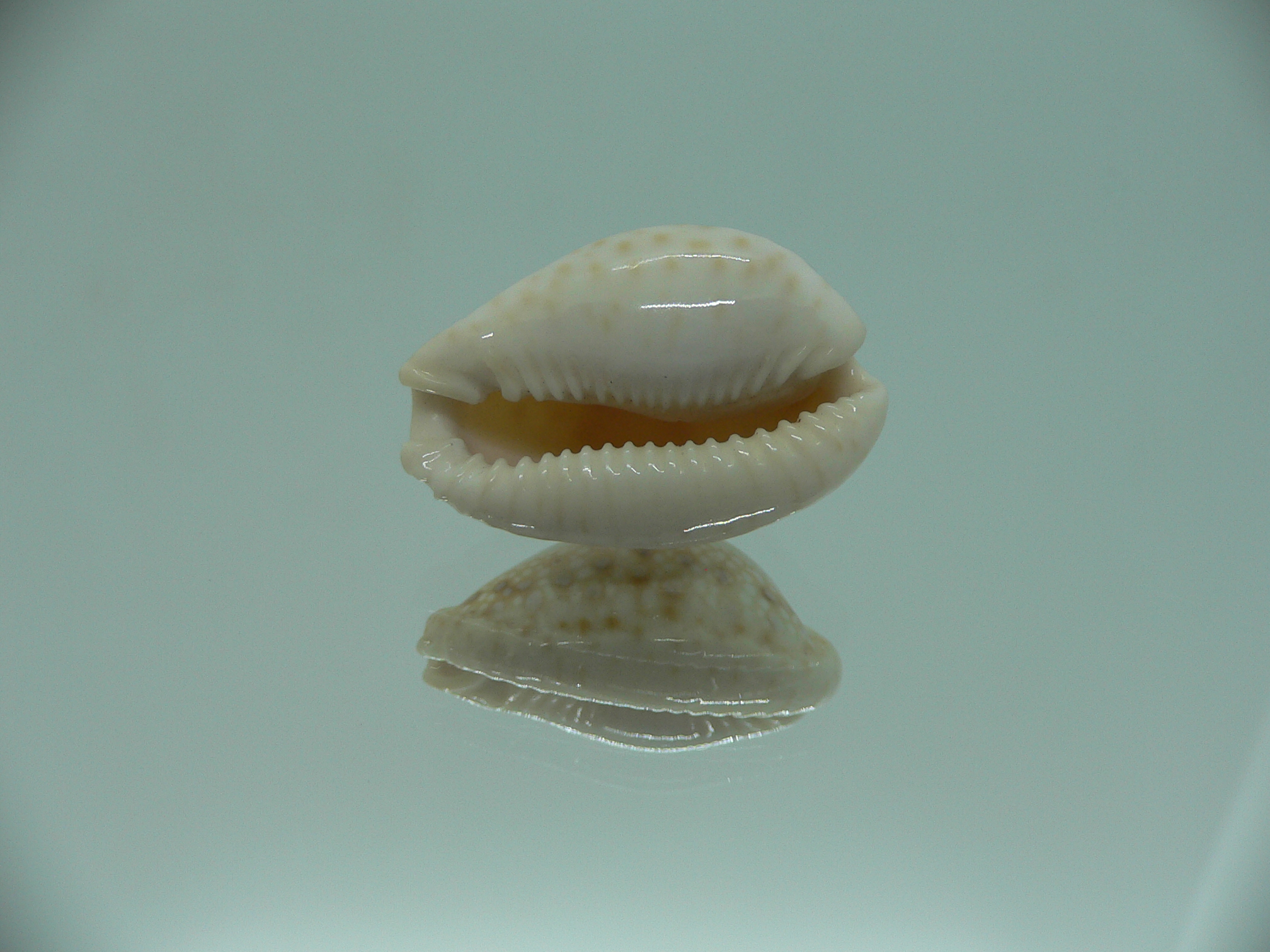 Cypraea marginalis SUPER & SPOTS