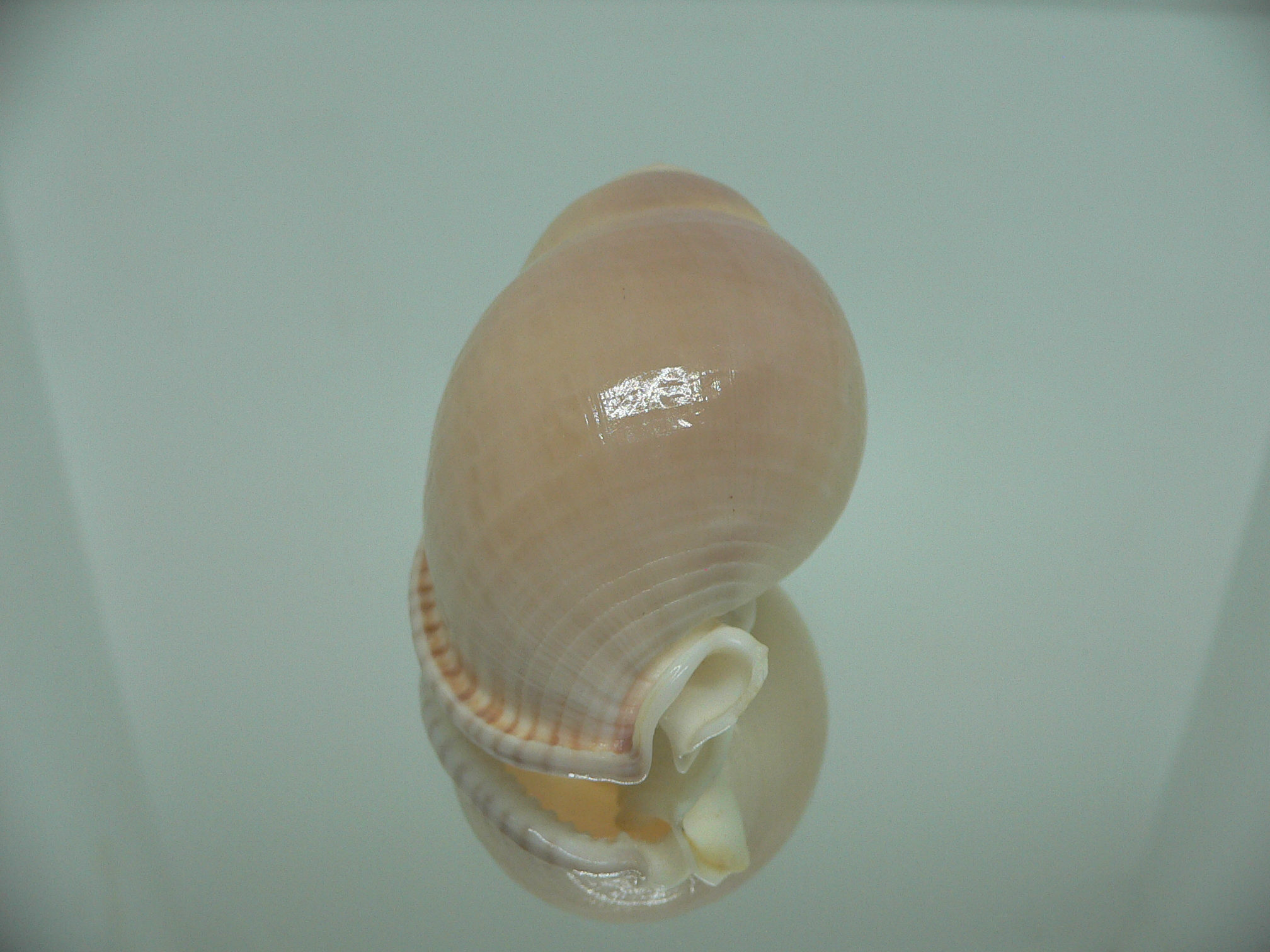 Semicassis bulla BIG & PINK