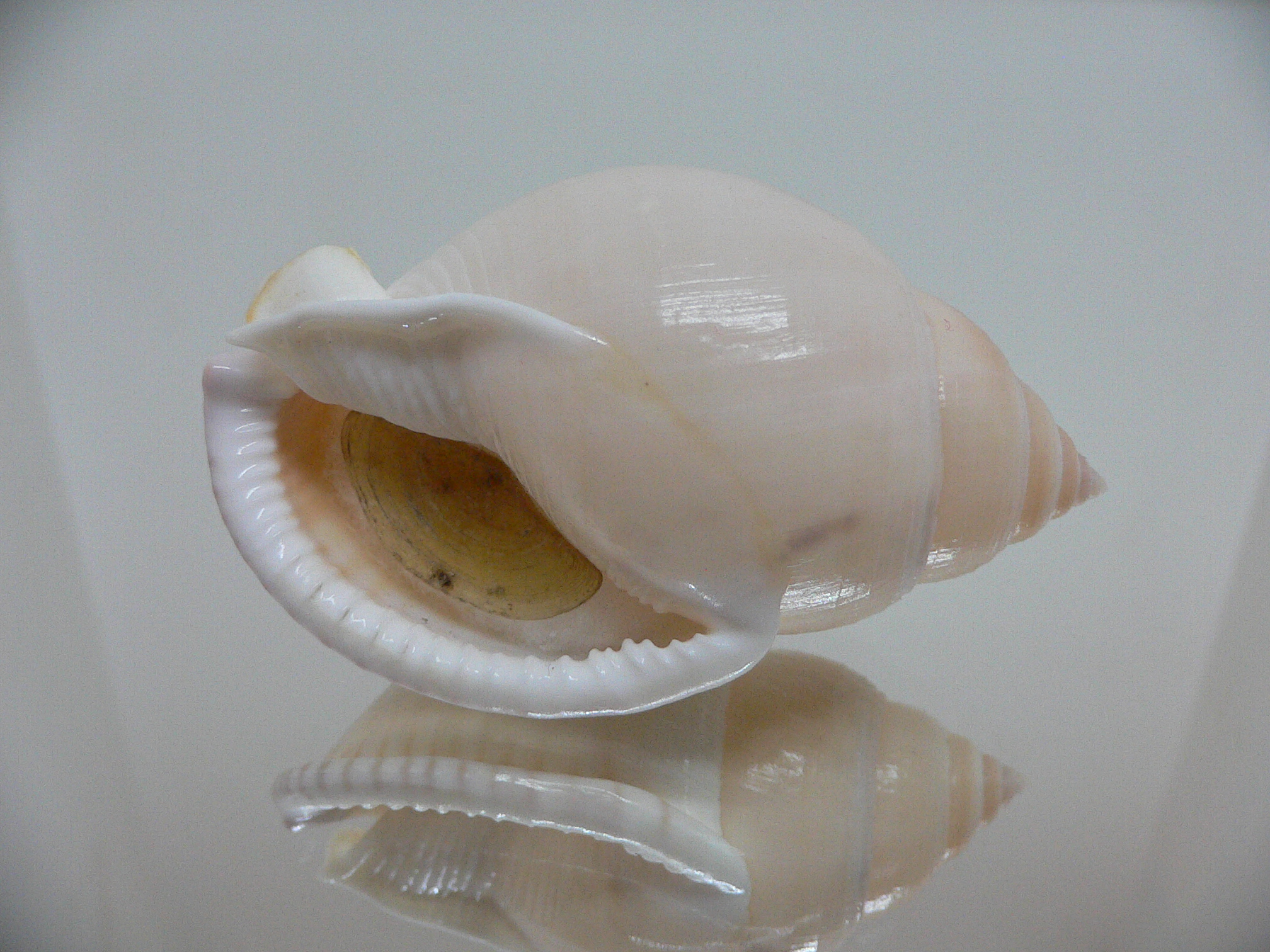 Semicassis bulla BIG & PINK