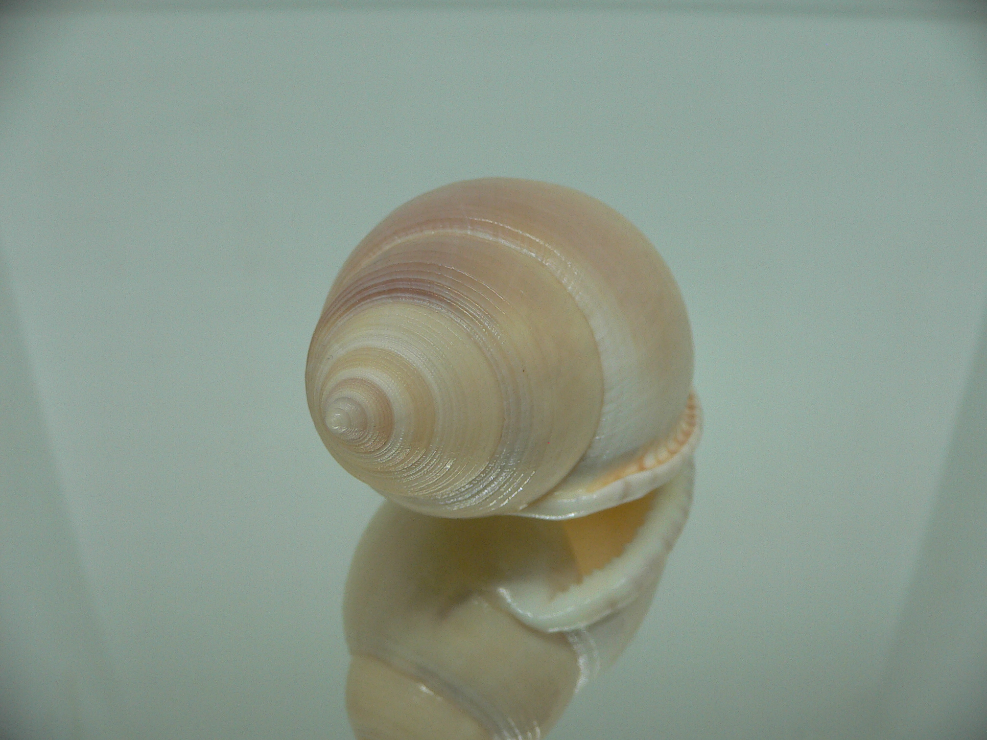 Semicassis bulla BIG & PINK