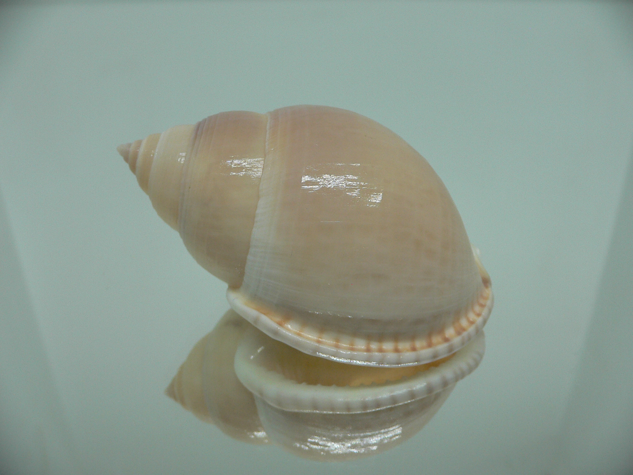 Semicassis bulla BIG & PINK