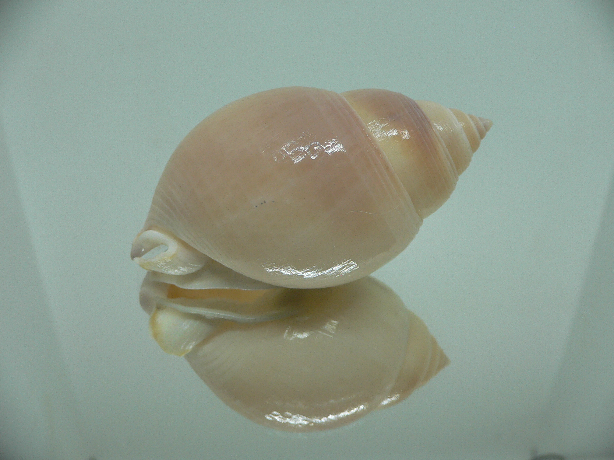 Semicassis bulla BIG & PINK