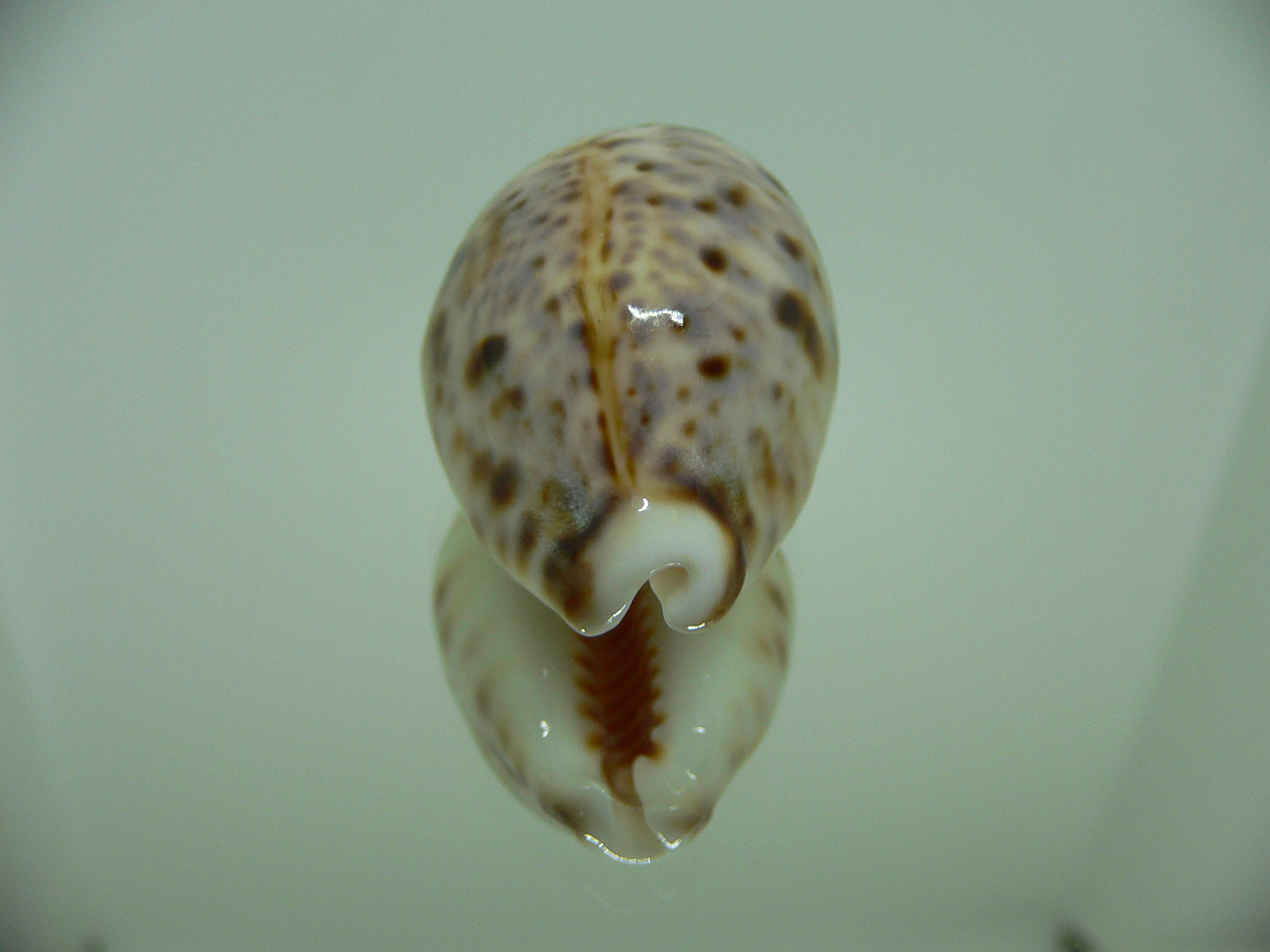 Cypraea lynx GLOBOSE & CALLOUSED