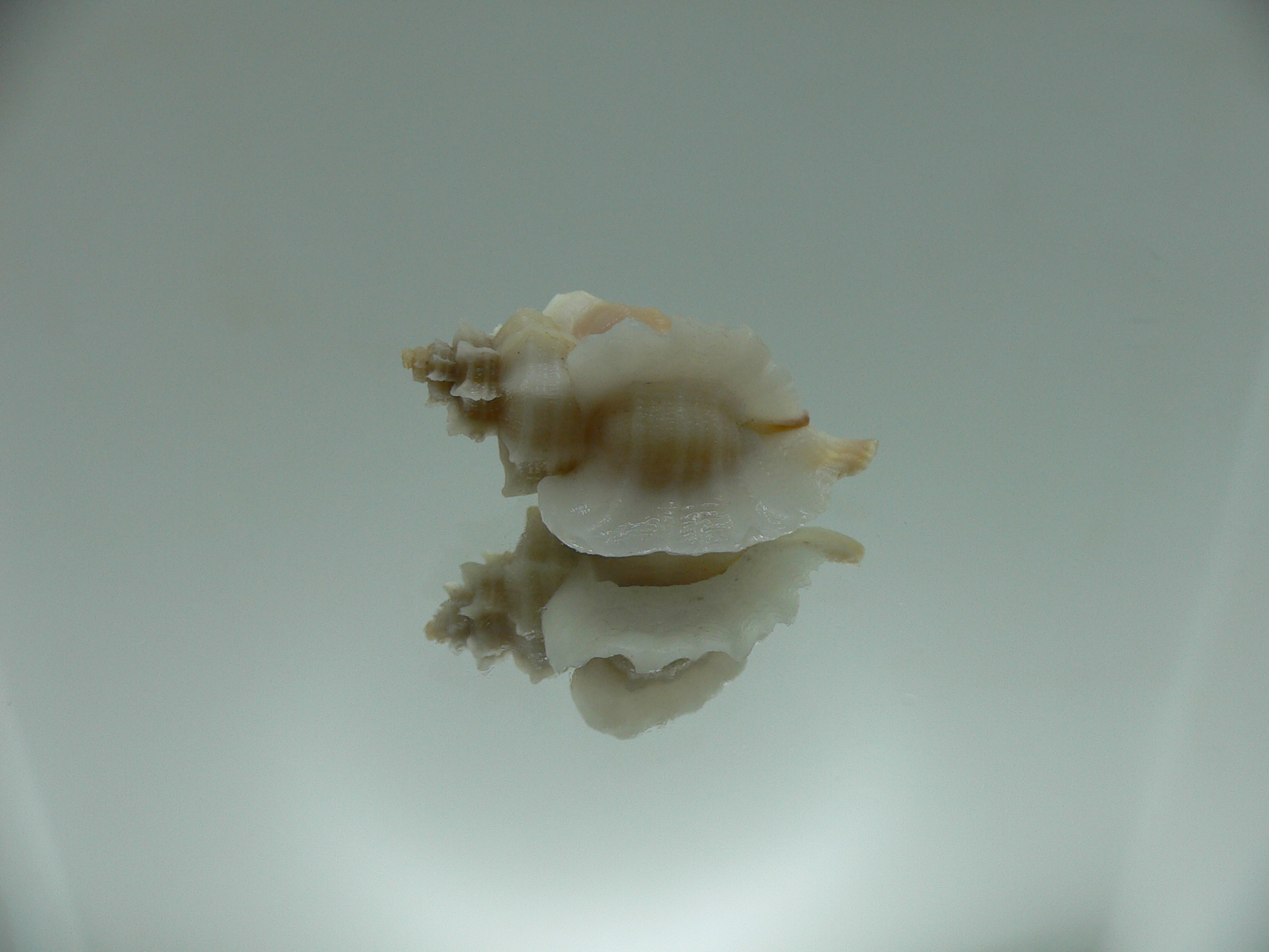 Ocenebra inornata endermonis (var.) WHITE WINGS