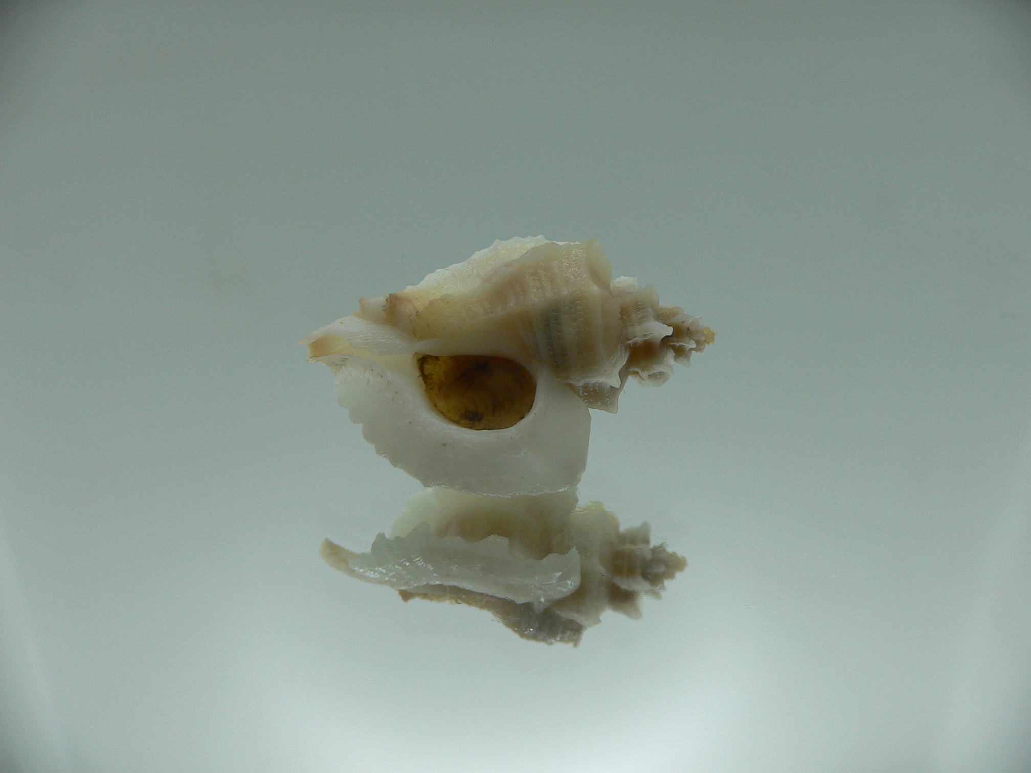 Ocenebra inornata endermonis (var.) WHITE WINGS