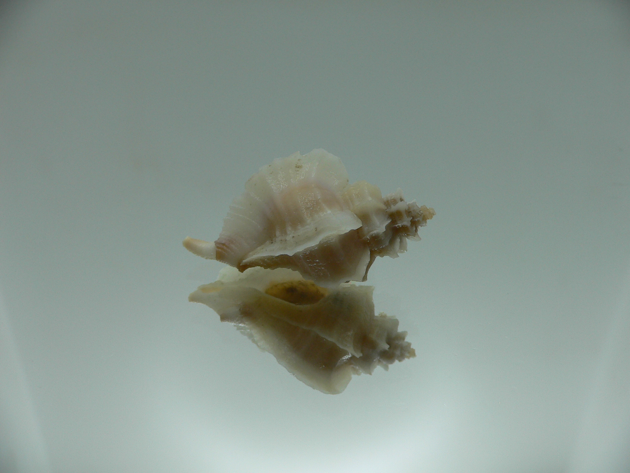 Ocenebra inornata endermonis (var.) WHITE WINGS