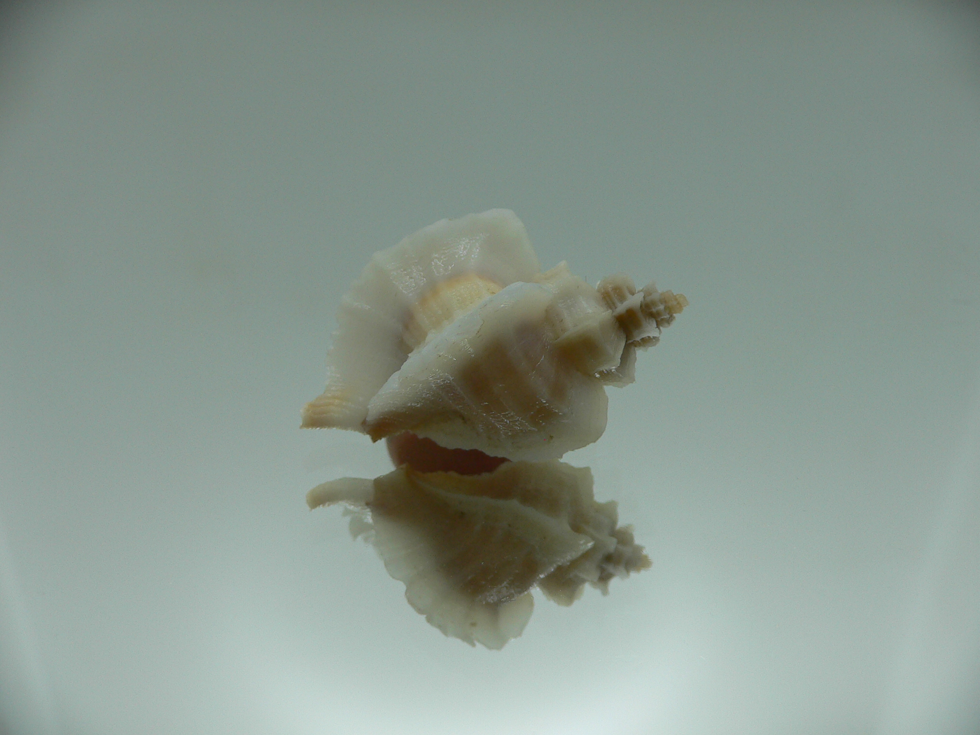 Ocenebra inornata endermonis (var.) WHITE WINGS