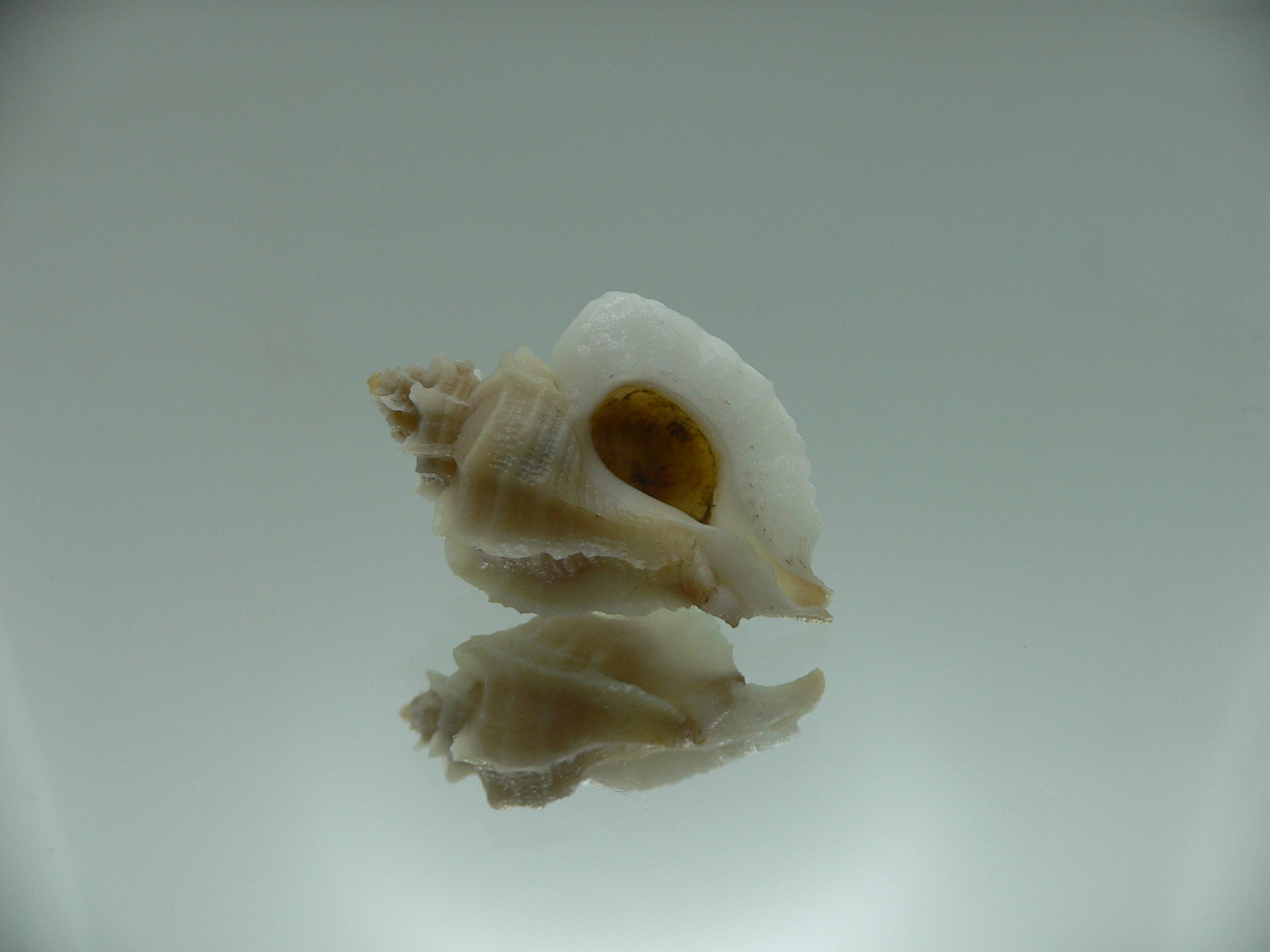 Ocenebra inornata endermonis (var.) WHITE WINGS