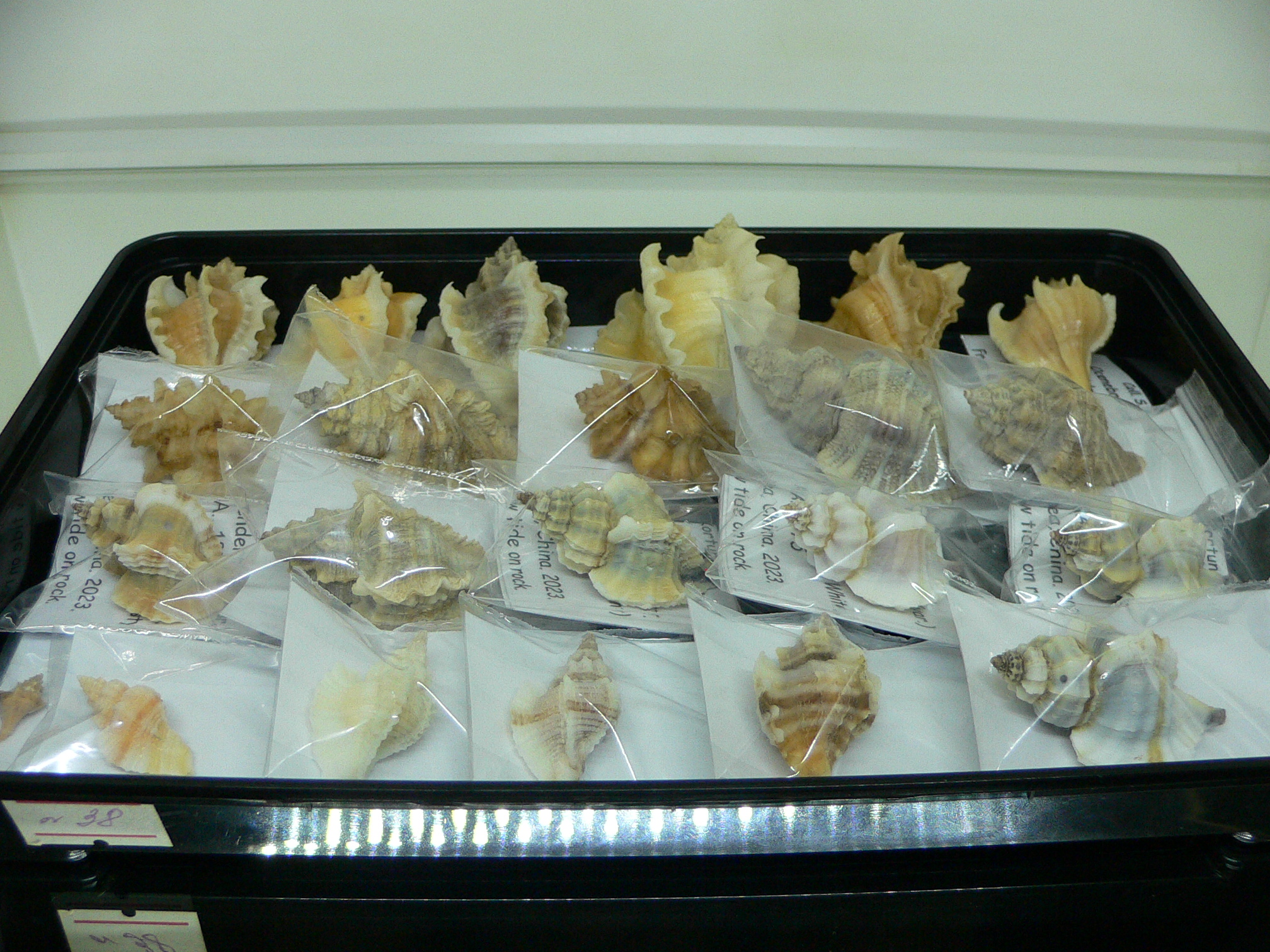 Ocenebra inornata endermonis (var.) WHITE WINGS