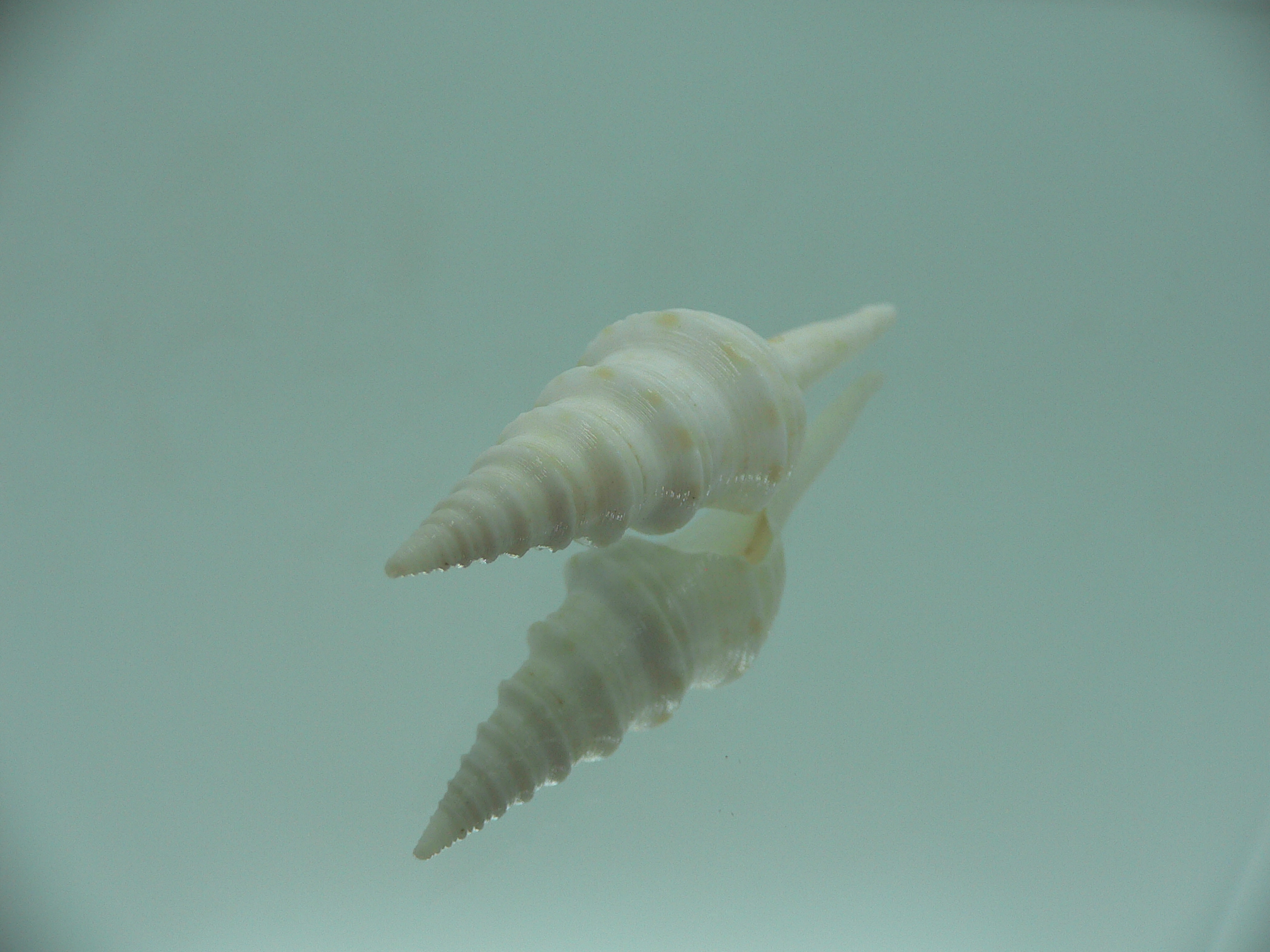 Gemmula cosmoi WHITE