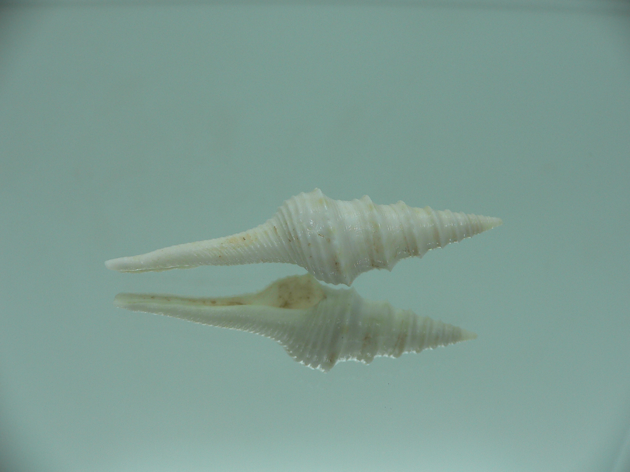 Gemmula cosmoi WHITE